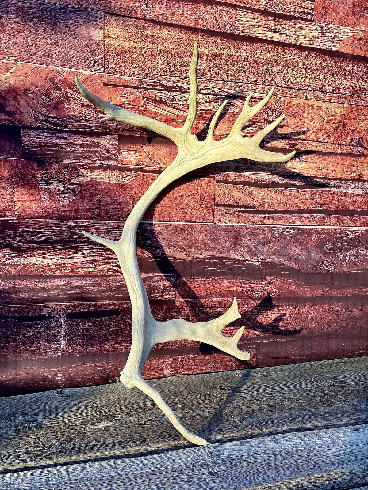 Reindeer Antler! Massive Bull Caribou Antler - Unique Home Decor or Crafting Item.