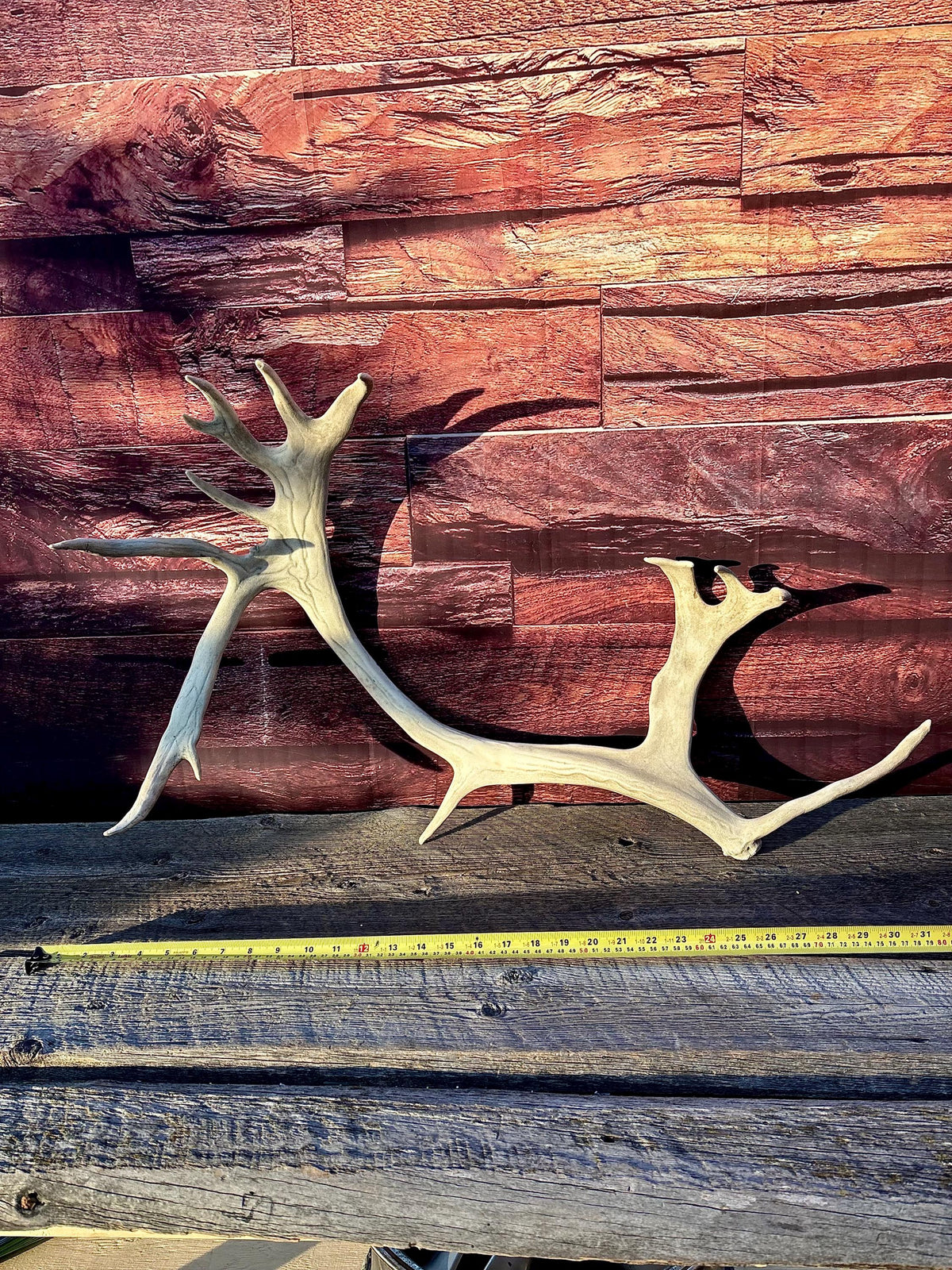 Reindeer Antler! Massive Bull Caribou Antler - Unique Home Decor or Crafting Item.