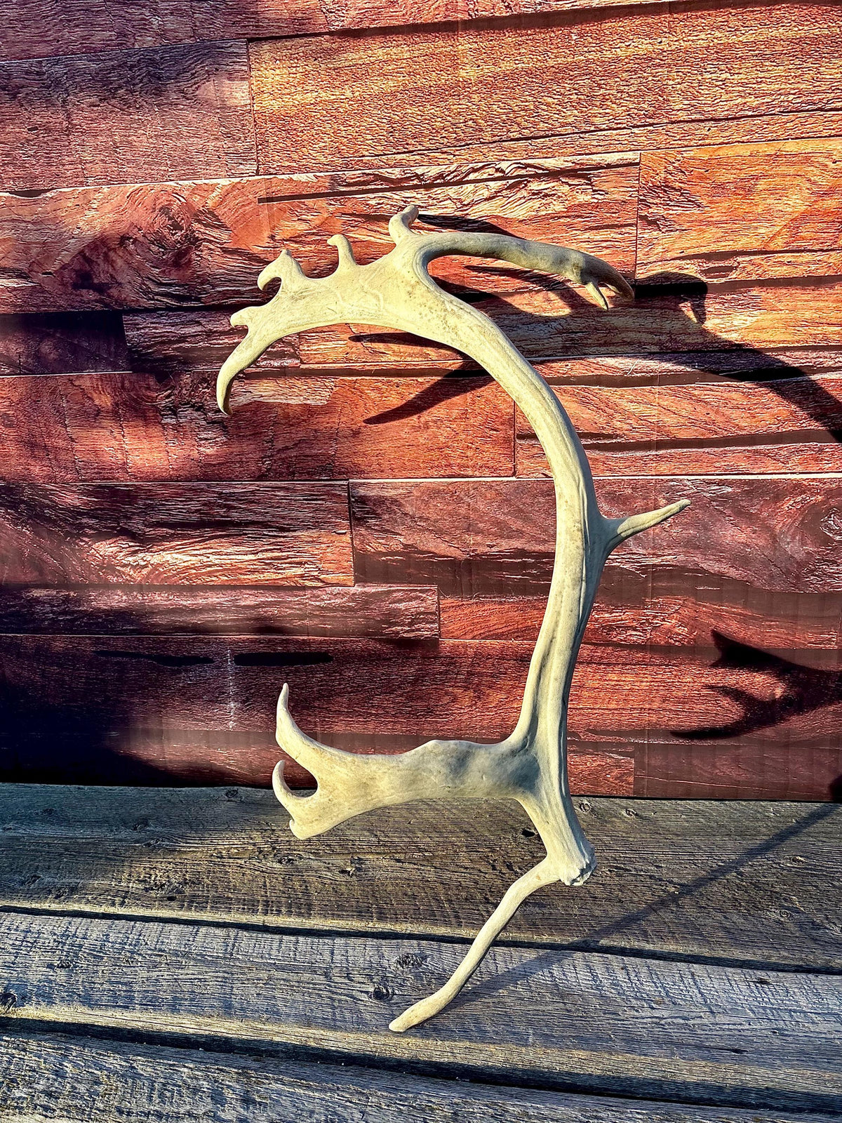 Reindeer Antler! Massive Bull Caribou Antler - Unique Home Decor or Crafting Item.