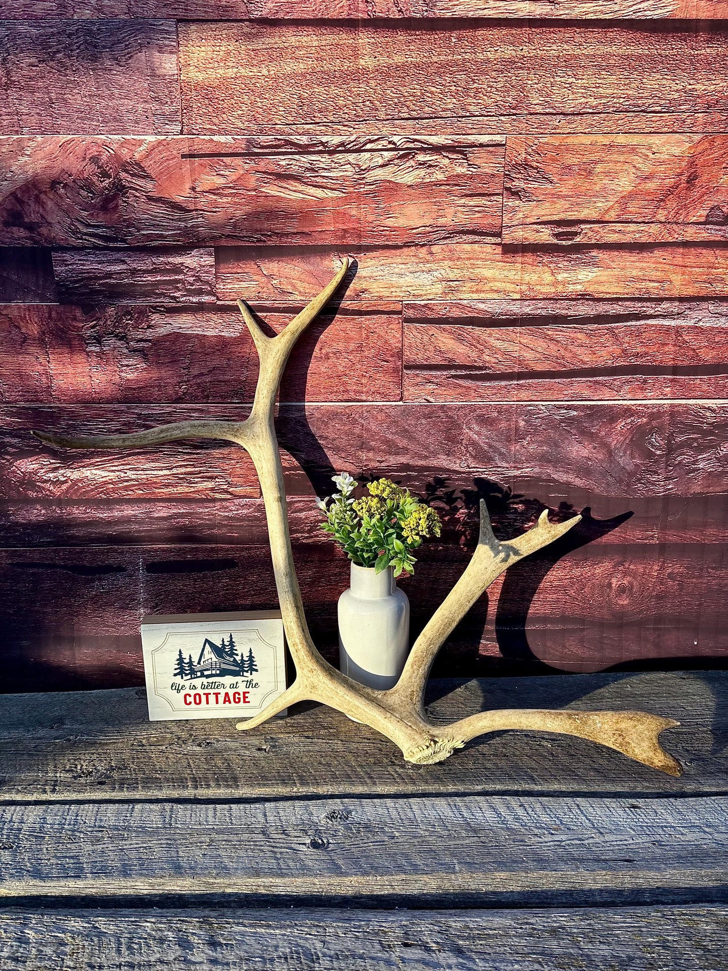 Shed Caribou Antler: Unique Woodland Home Decoration