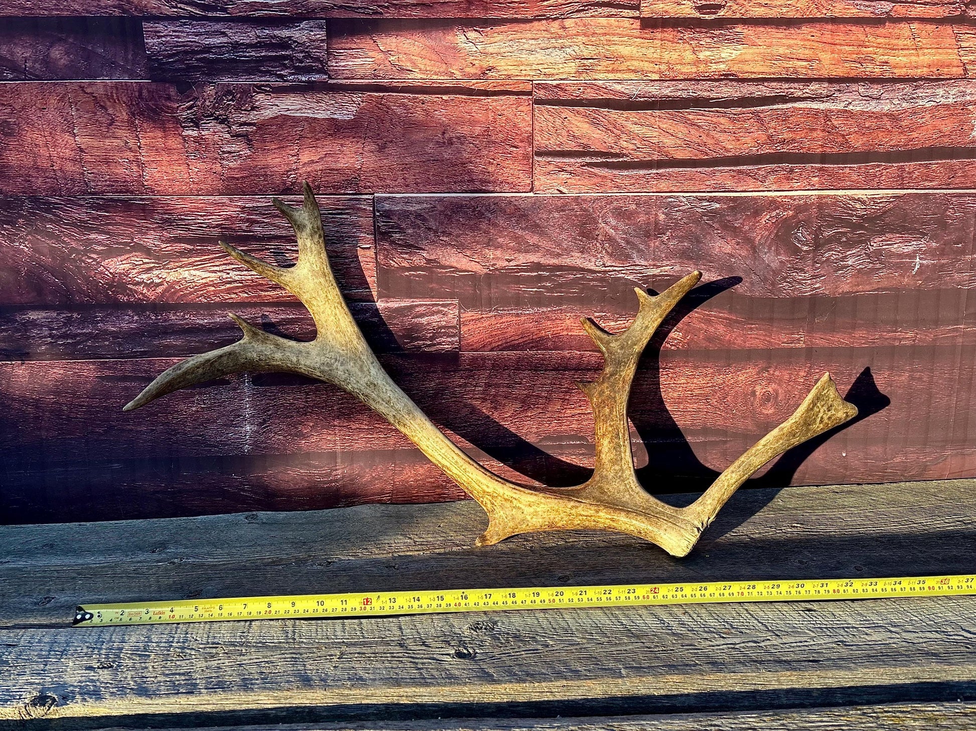 Shed Reindeer Antler. Interior Decor & Design Piece. Naturally Shed Caribou Antler