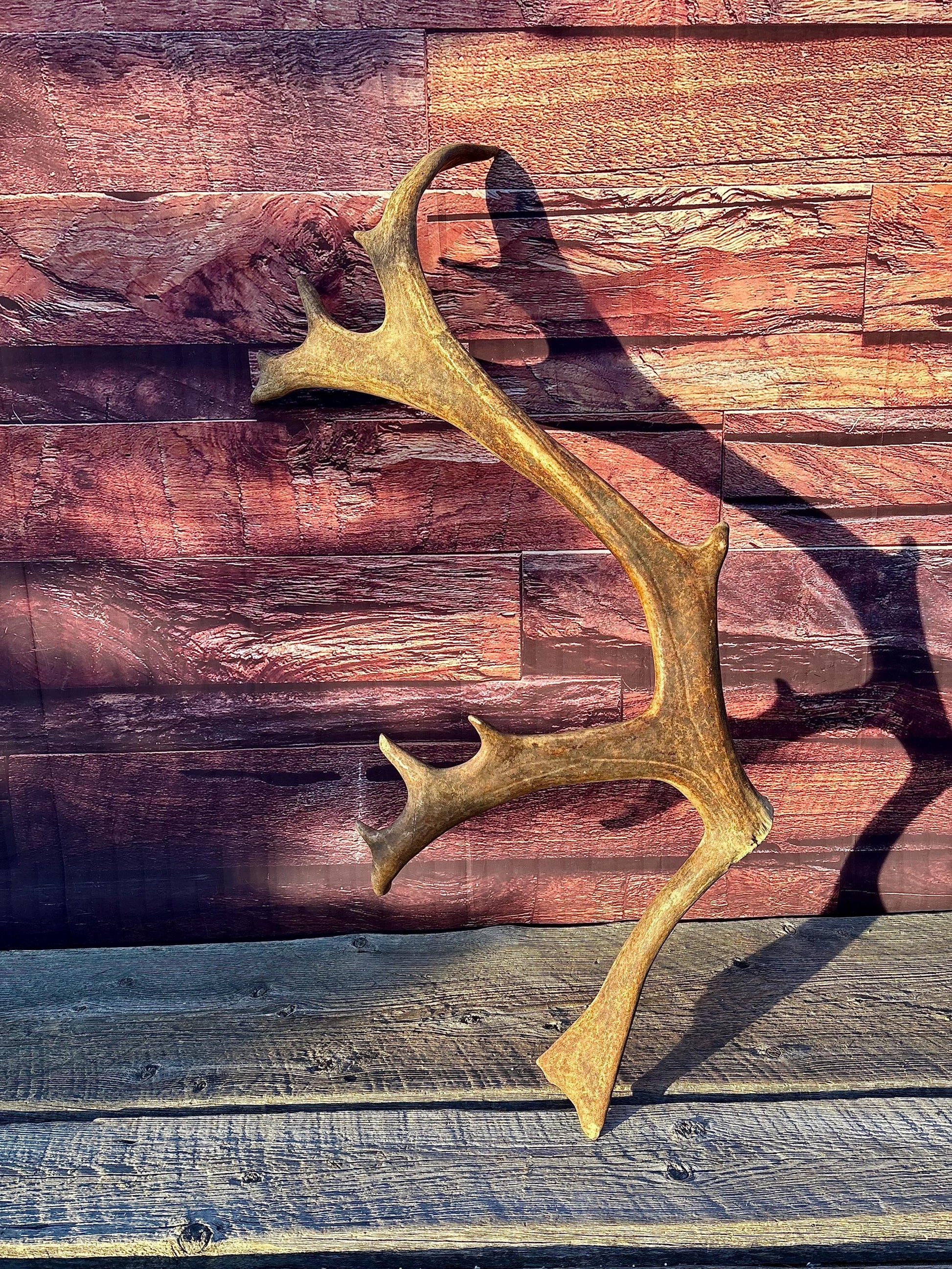 Shed Reindeer Antler. Interior Decor & Design Piece. Naturally Shed Caribou Antler