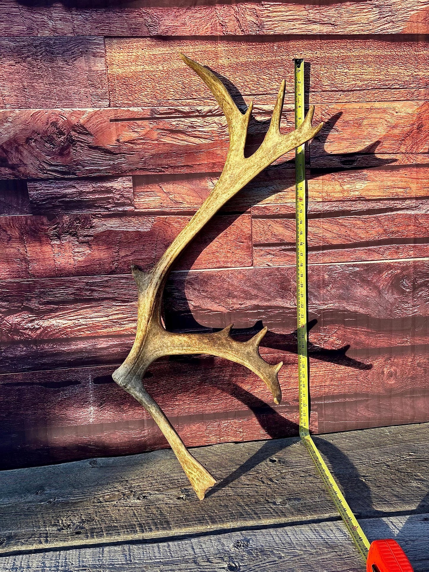 Shed Reindeer Antler. Interior Decor & Design Piece. Naturally Shed Caribou Antler