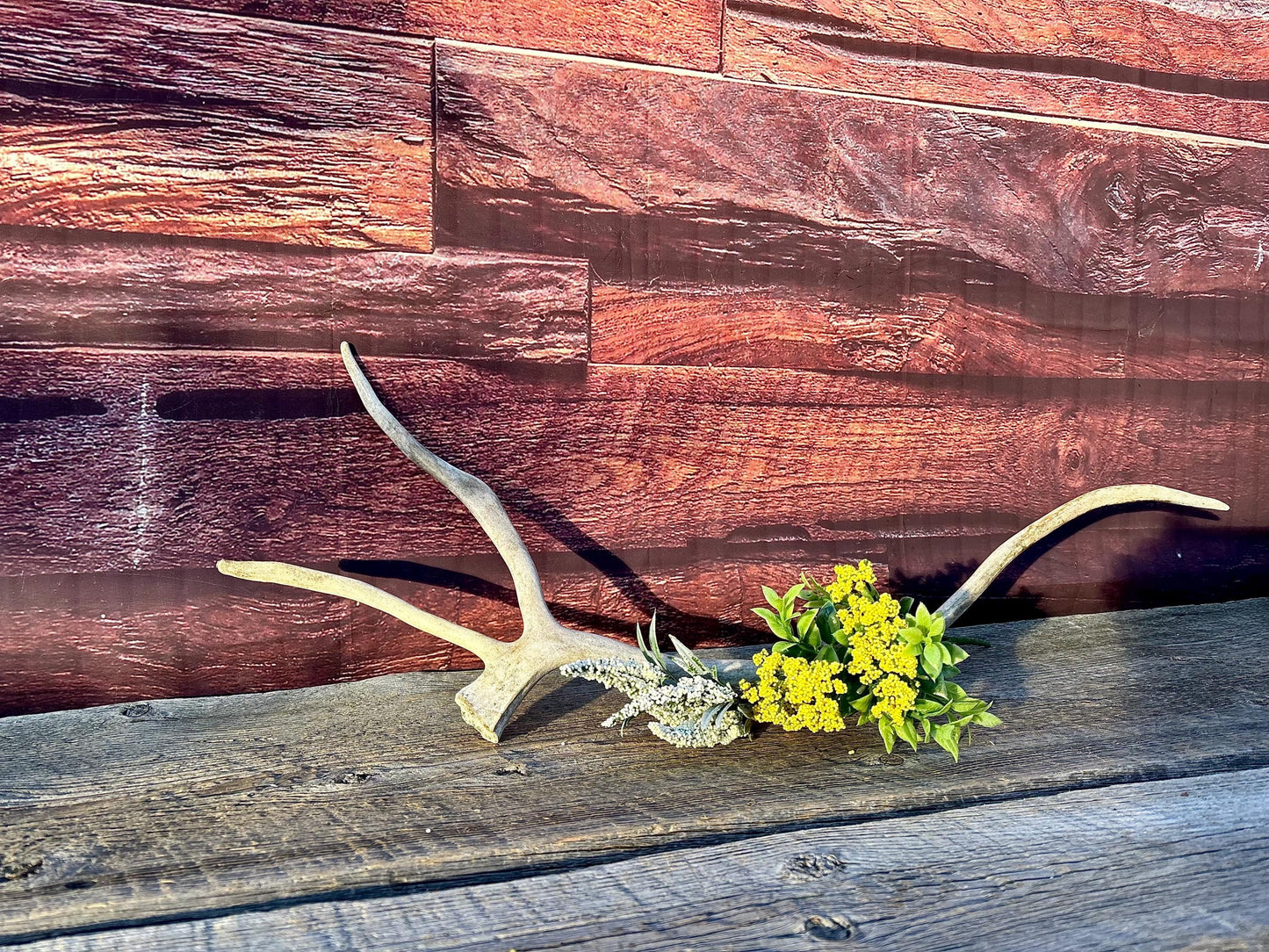 Shed Caribou Antler: Unique Woodland Home Decoration