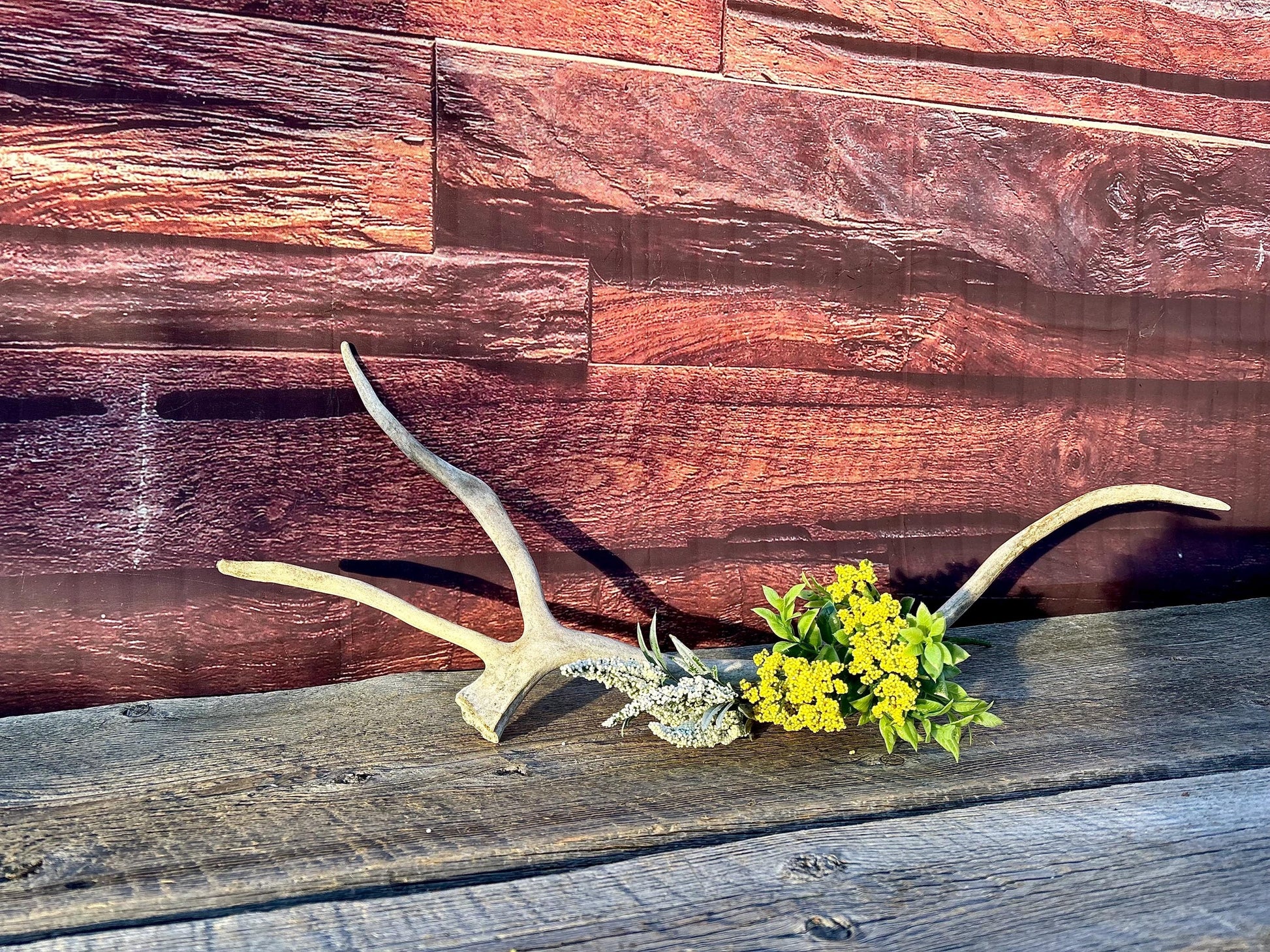 Shed Caribou Antler: Unique Woodland Home Decoration