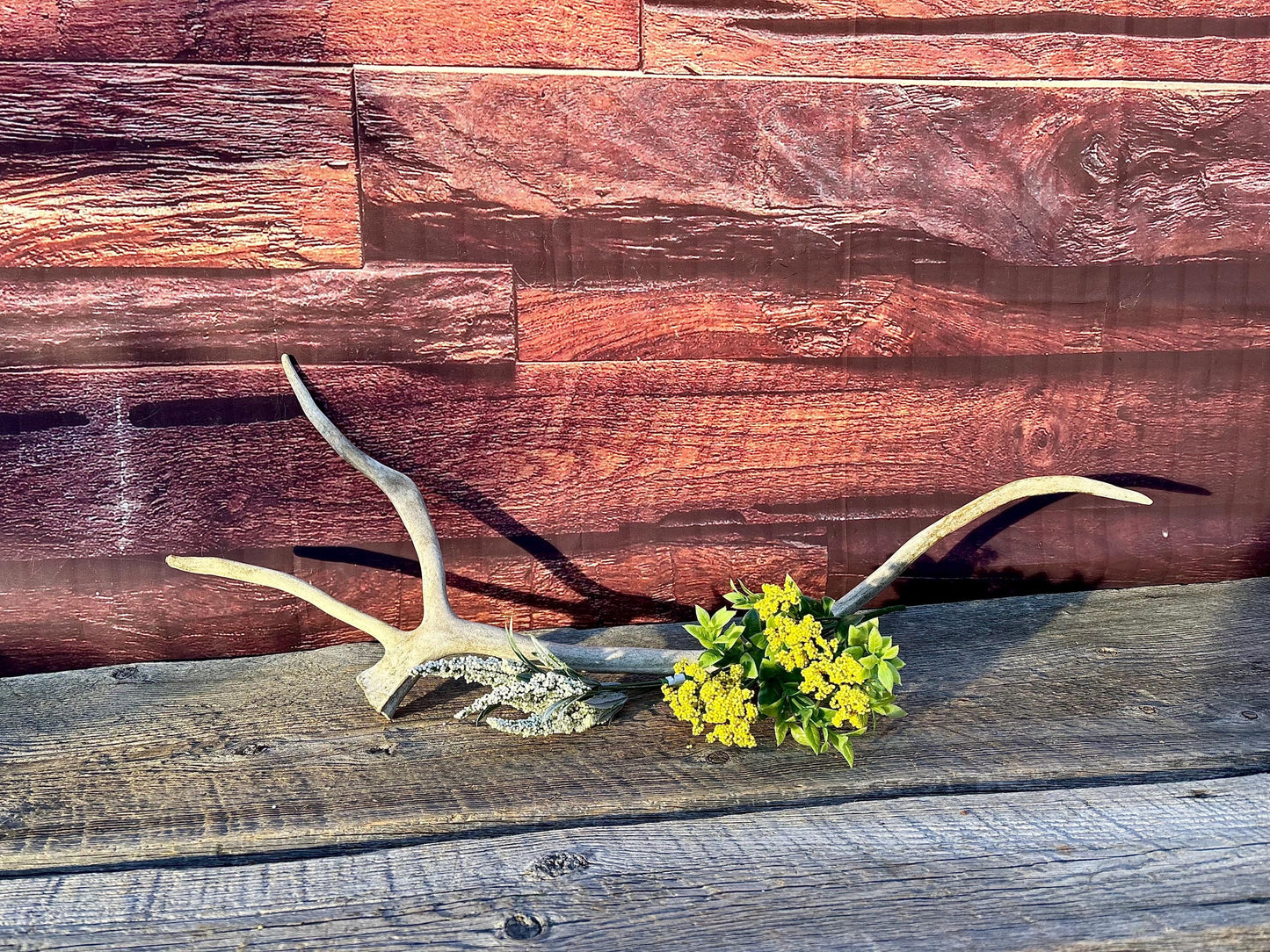 Shed Caribou Antler: Unique Woodland Home Decoration