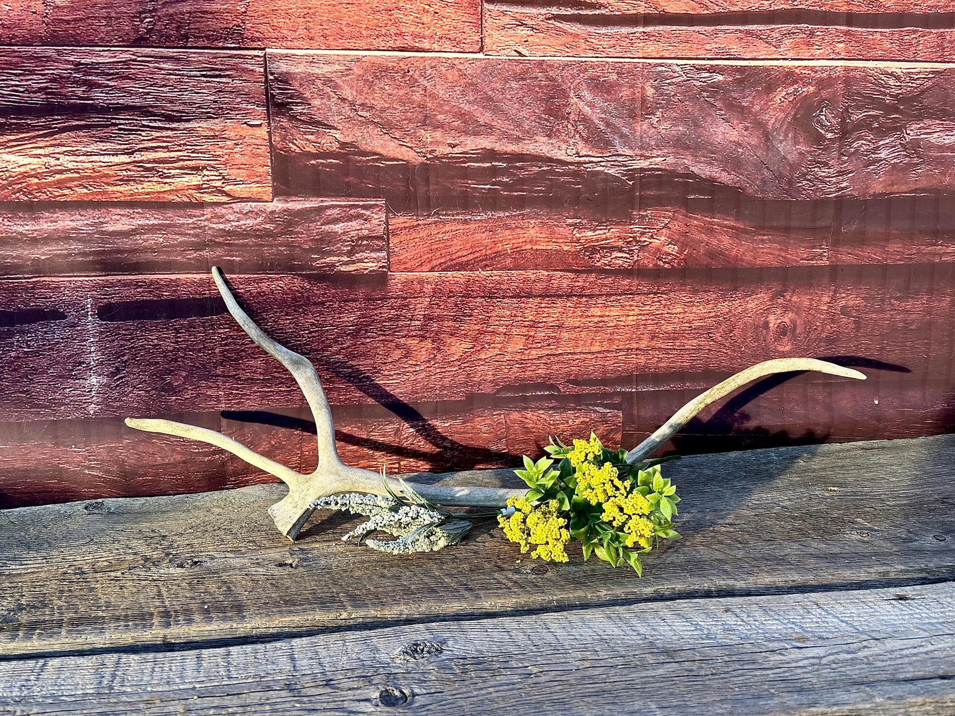 Shed Caribou Antler: Unique Woodland Home Decoration