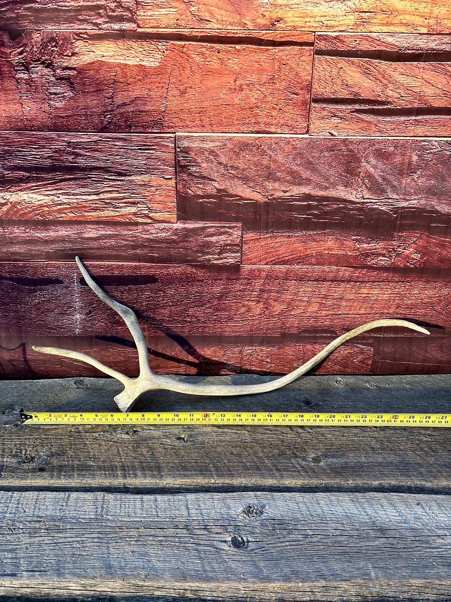 Shed Caribou Antler: Unique Woodland Home Decoration