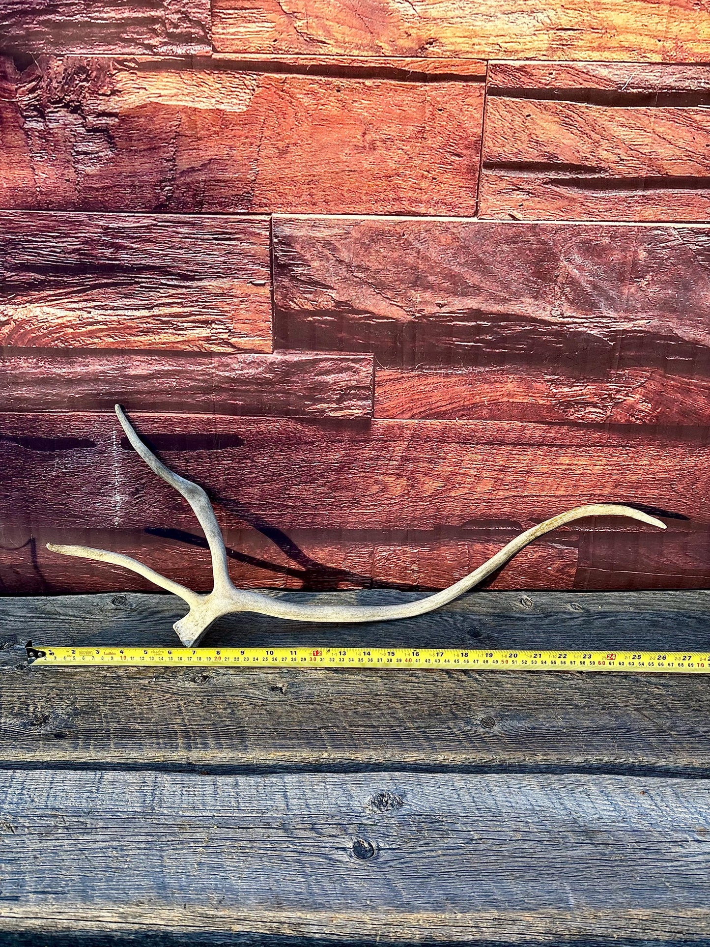 Shed Caribou Antler: Unique Woodland Home Decoration