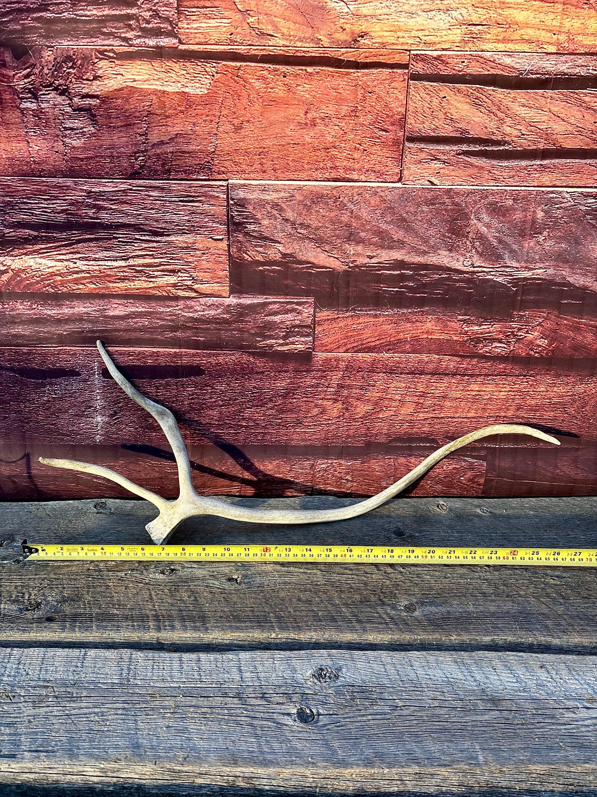 Shed Caribou Antler: Unique Woodland Home Decoration