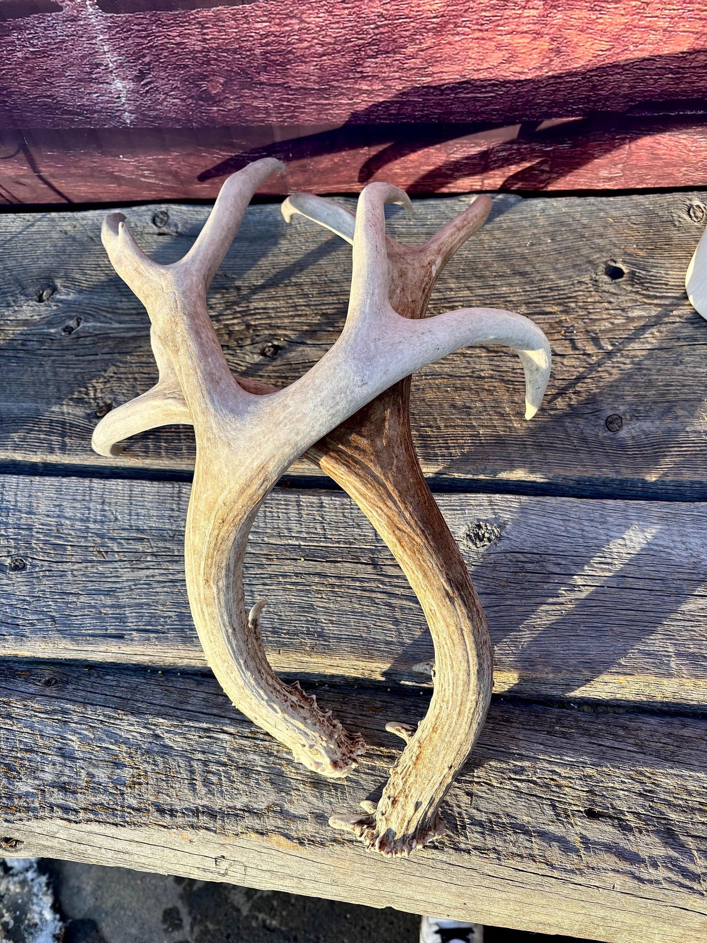 Mule Deer Antlers. Matching Antler Set. Rustic & Farmhouse Decor, Interior Design, and more!