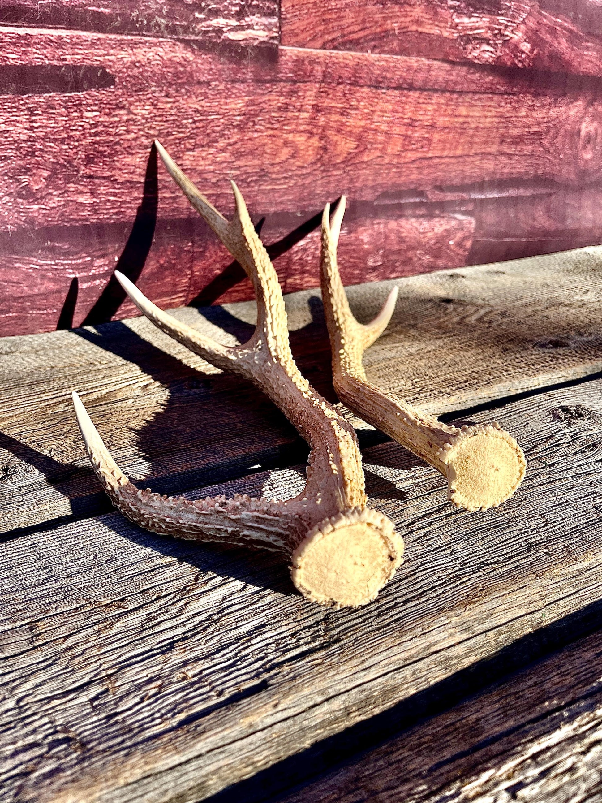 Axis Deer Matched Set. Premium High Density Naturally-Shed Antlers for Crafting Decor and More