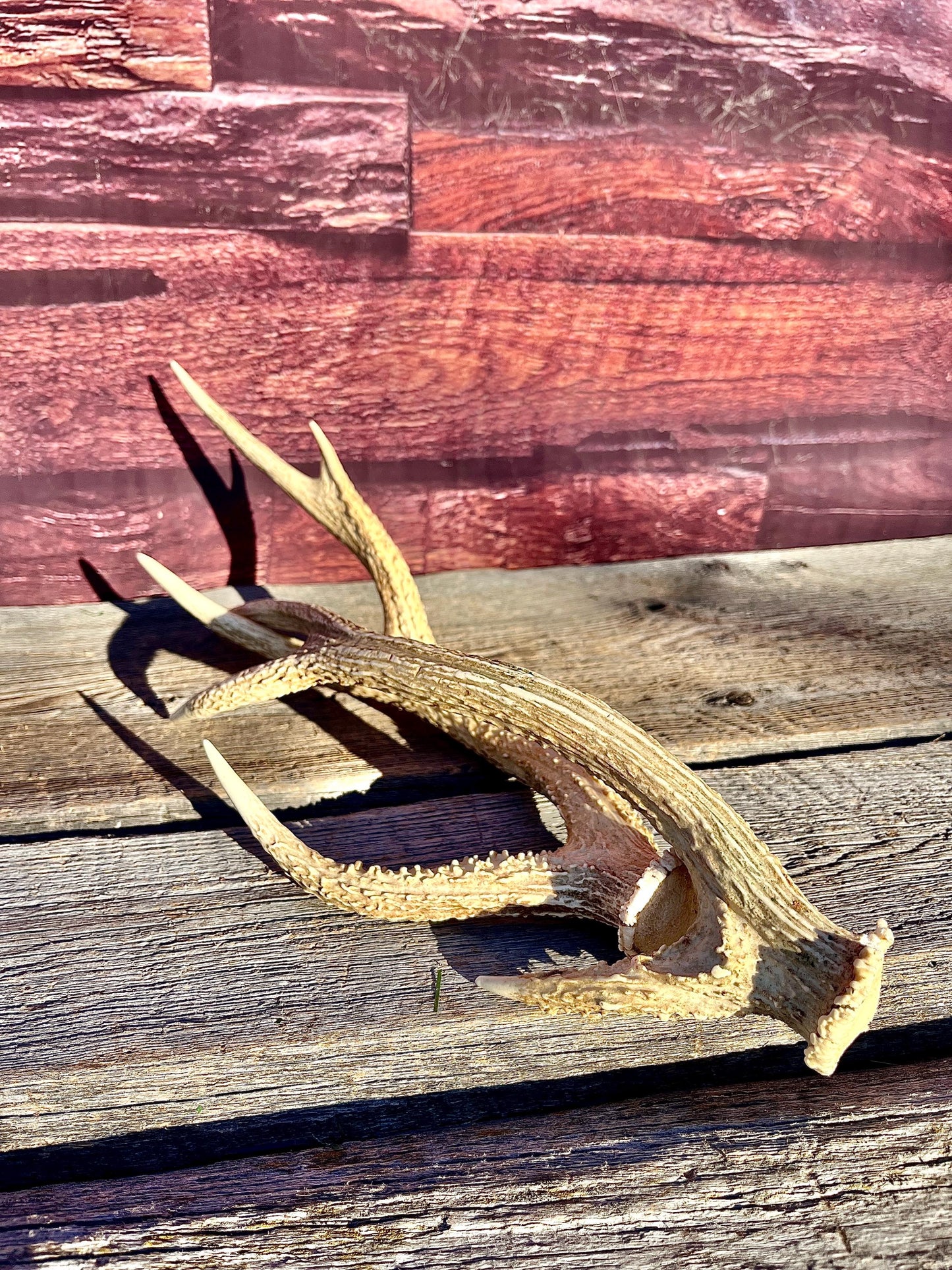 Axis Deer Matched Set. Premium High Density Naturally-Shed Antlers for Crafting Decor and More