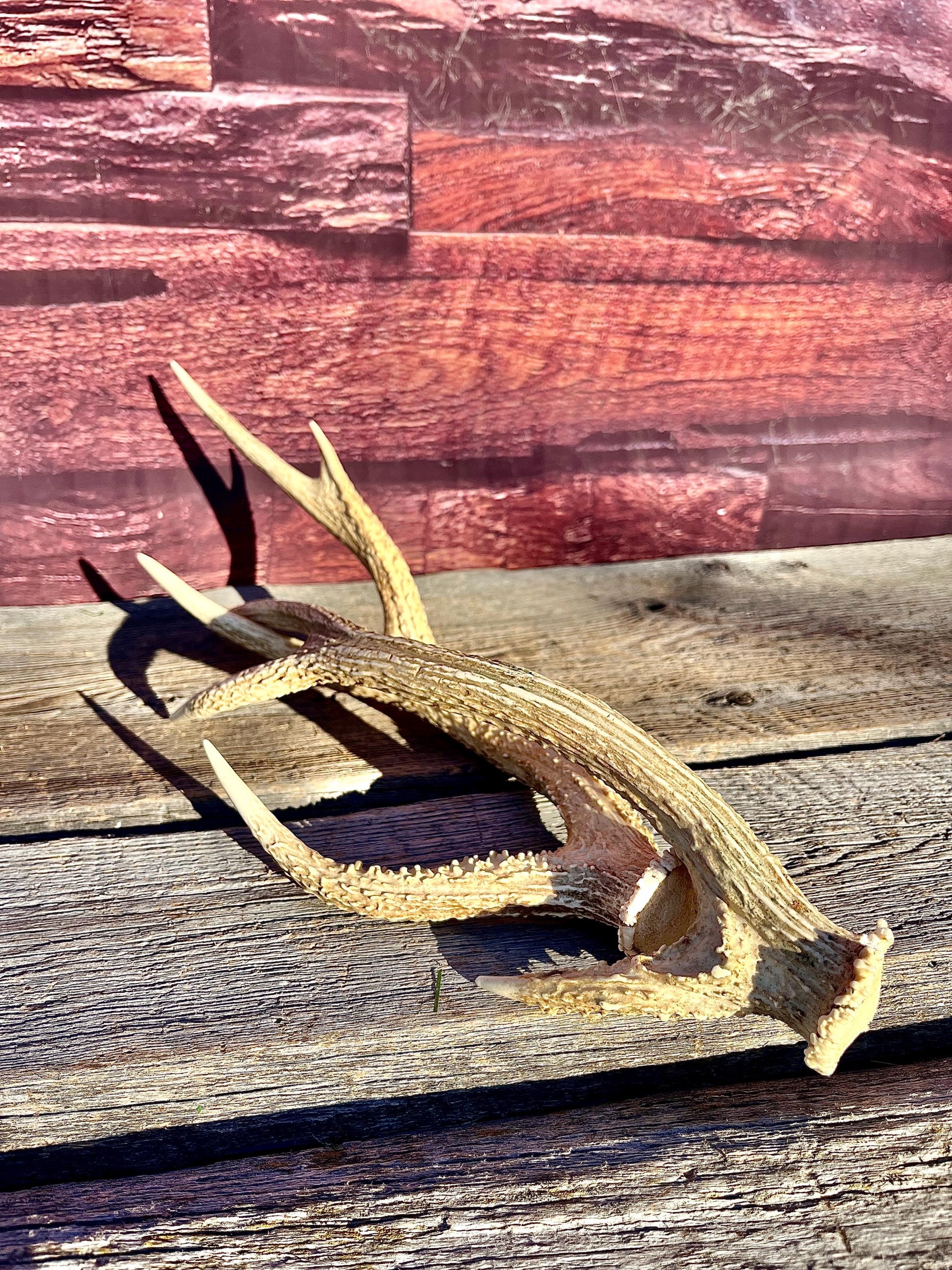 Axis Deer Matched Set. Premium High Density Naturally-Shed Antlers for Crafting Decor and More