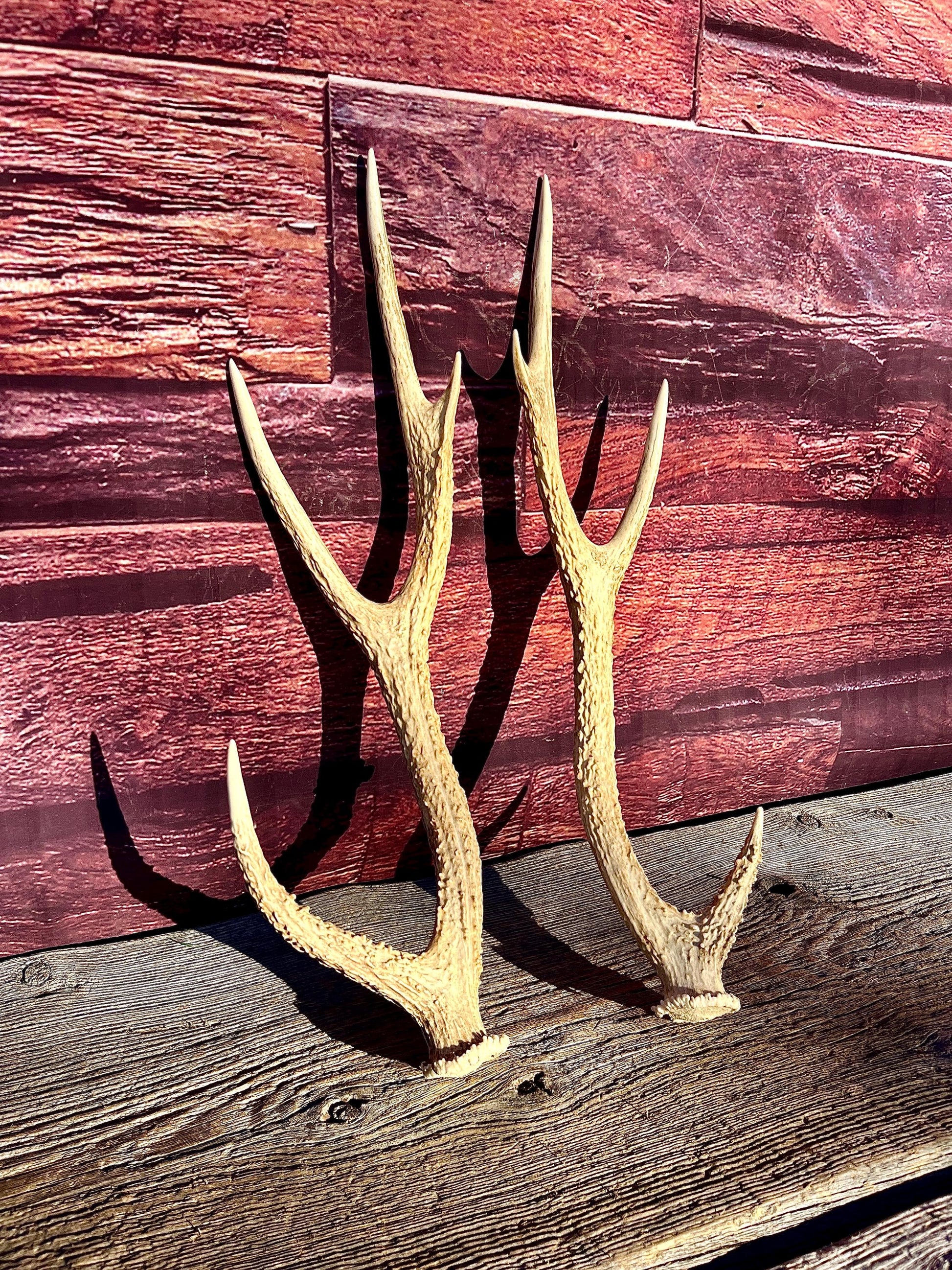 Axis Deer Matched Set. Premium High Density Naturally-Shed Antlers for Crafting Decor and More