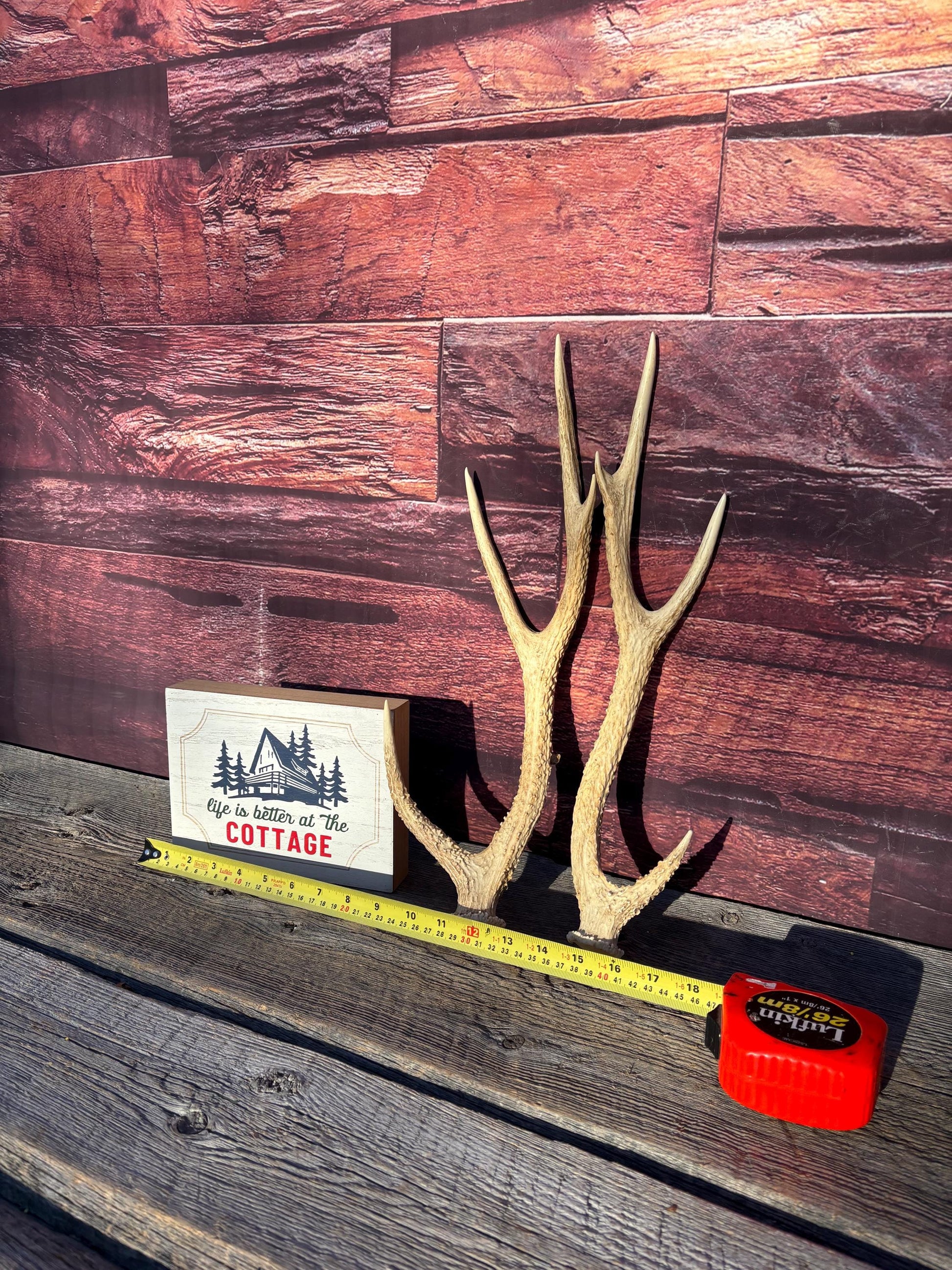 Axis Deer Matched Set. Premium High Density Naturally-Shed Antlers for Crafting Decor and More