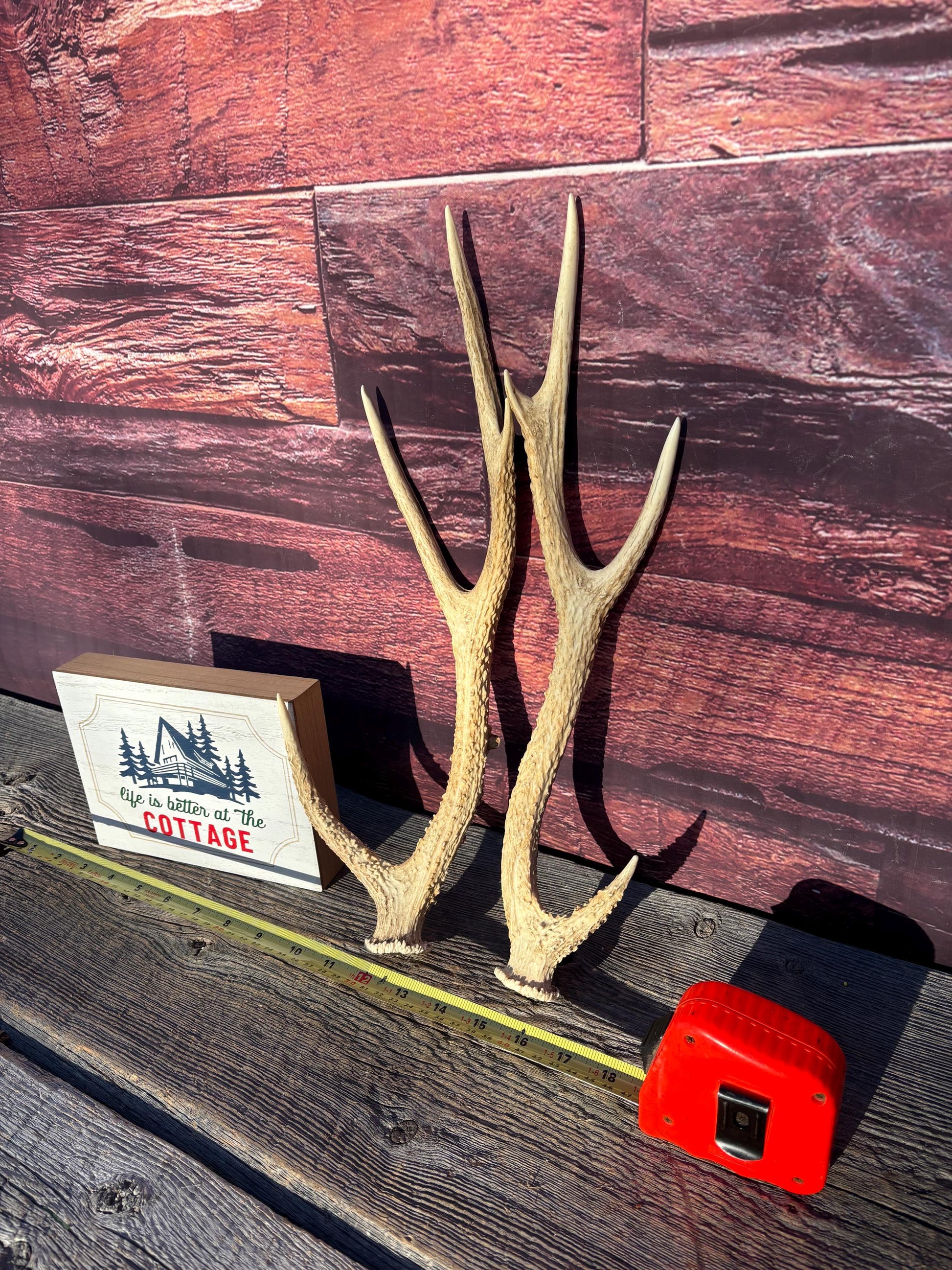 Axis Deer Matched Set. Premium High Density Naturally-Shed Antlers for Crafting Decor and More