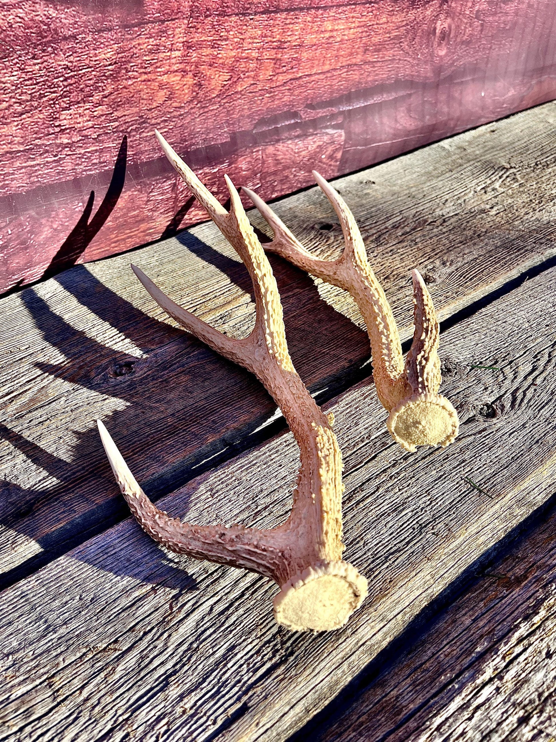 Axis Deer Matched Set. Premium High Density Naturally-Shed Antlers for Crafting Decor and More