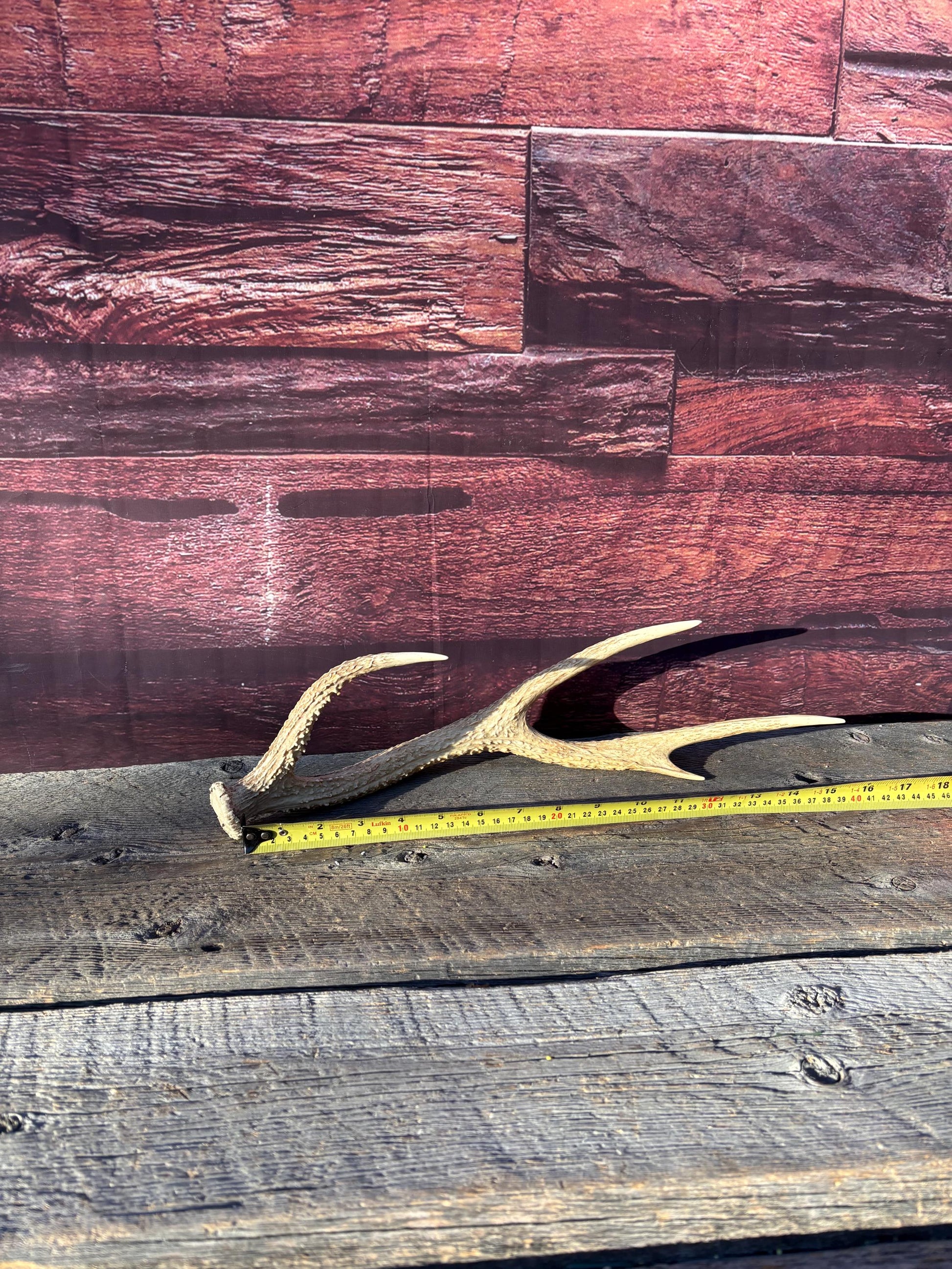 Axis Deer Matched Set. Premium High Density Naturally-Shed Antlers for Crafting Decor and More