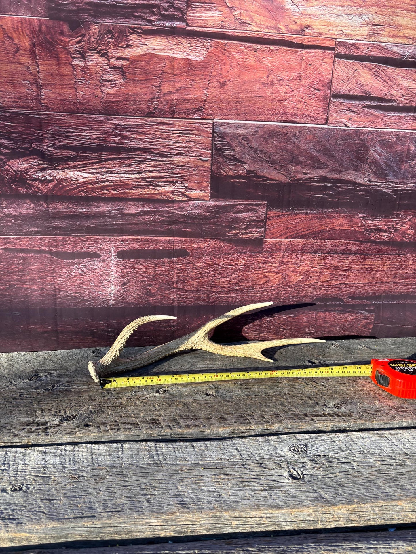 Axis Deer Matched Set. Premium High Density Naturally-Shed Antlers for Crafting Decor and More
