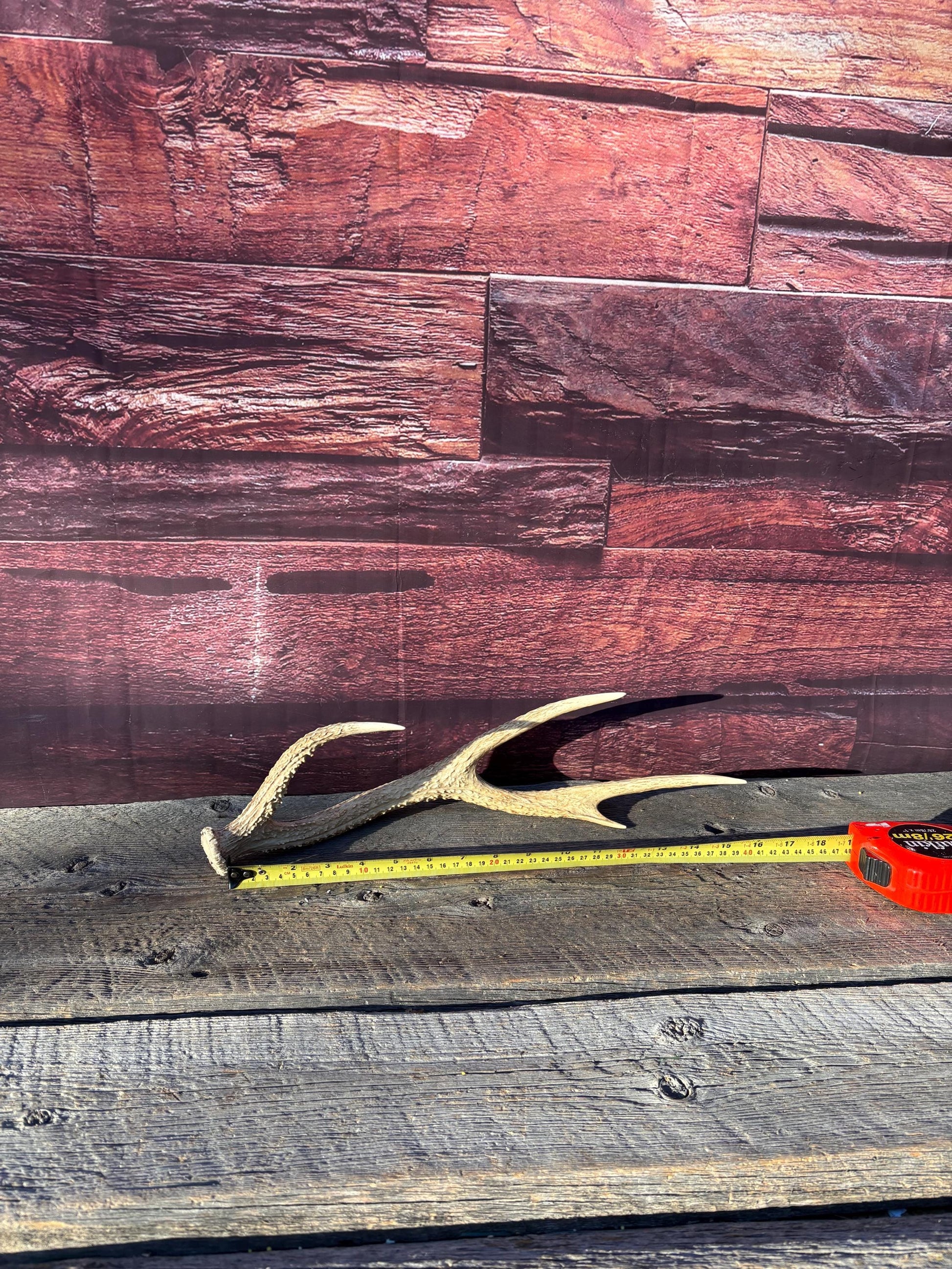 Axis Deer Matched Set. Premium High Density Naturally-Shed Antlers for Crafting Decor and More