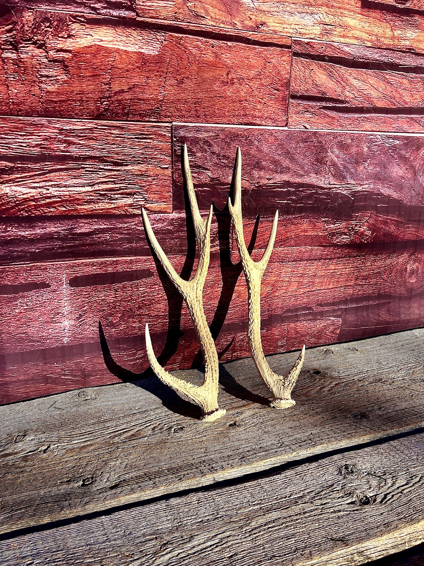 Axis Deer Matched Set. Premium High Density Naturally-Shed Antlers for Crafting Decor and More