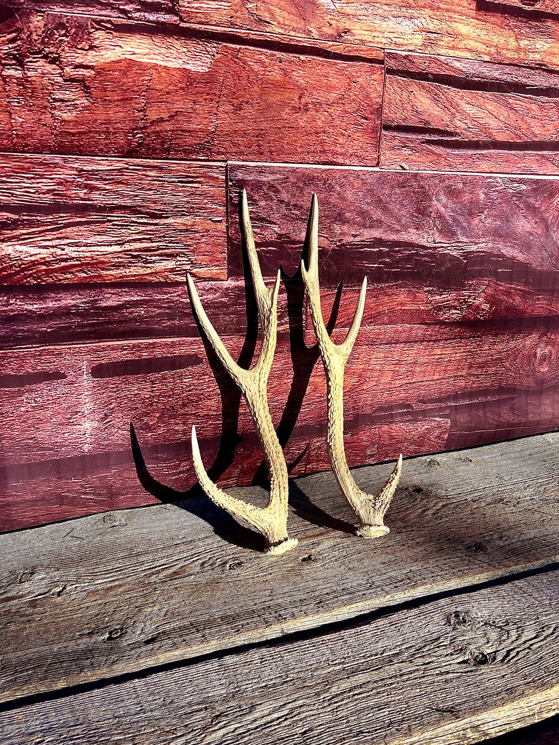 Axis Deer Matched Set. Premium High Density Naturally-Shed Antlers for Crafting Decor and More