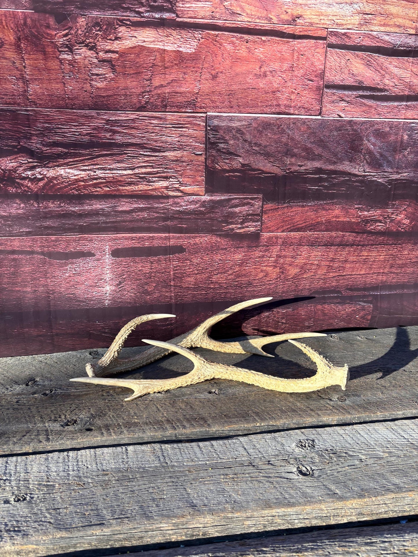 Axis Deer Matched Set. Premium High Density Naturally-Shed Antlers for Crafting Decor and More