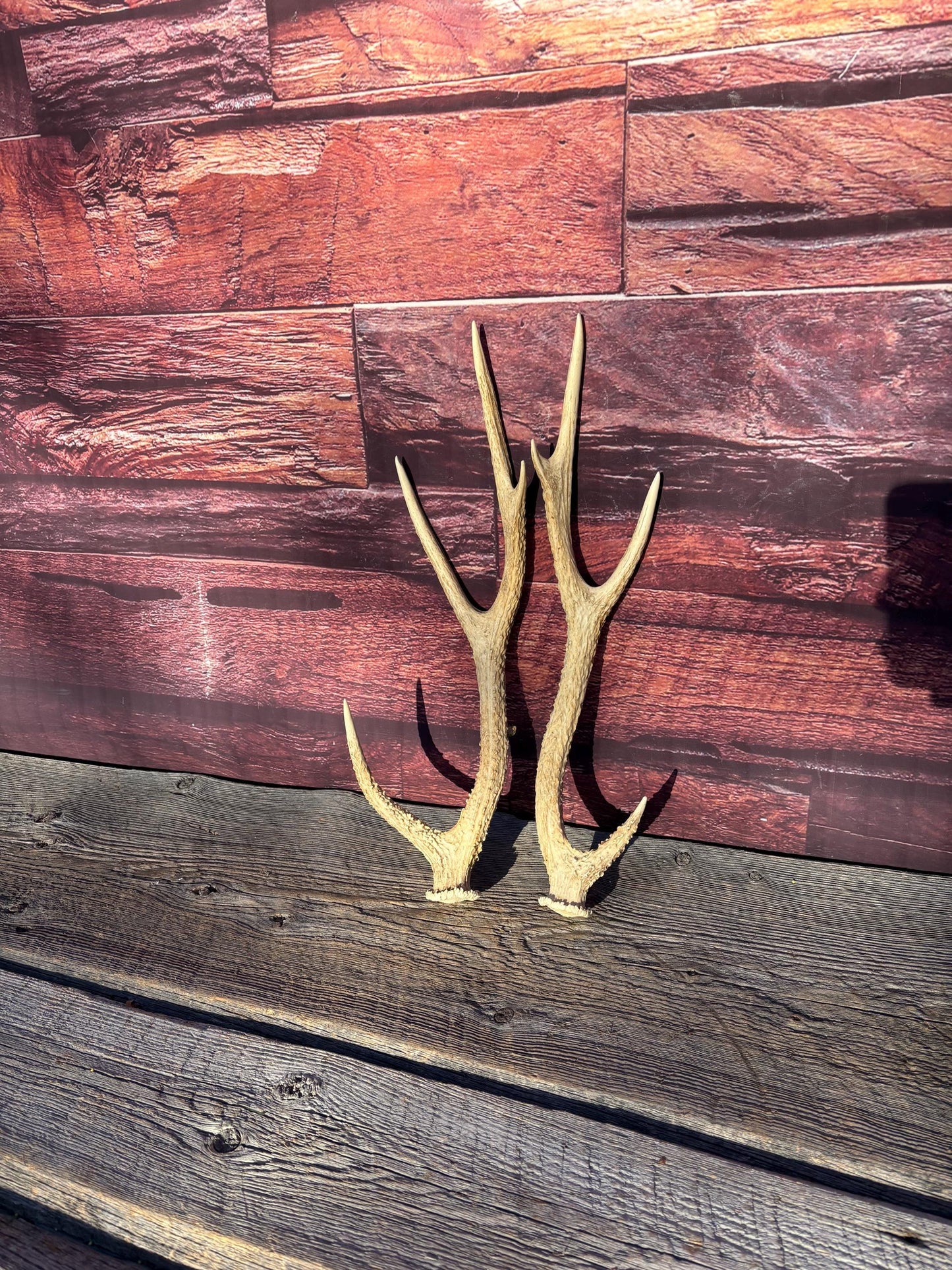 Axis Deer Matched Set. Premium High Density Naturally-Shed Antlers for Crafting Decor and More
