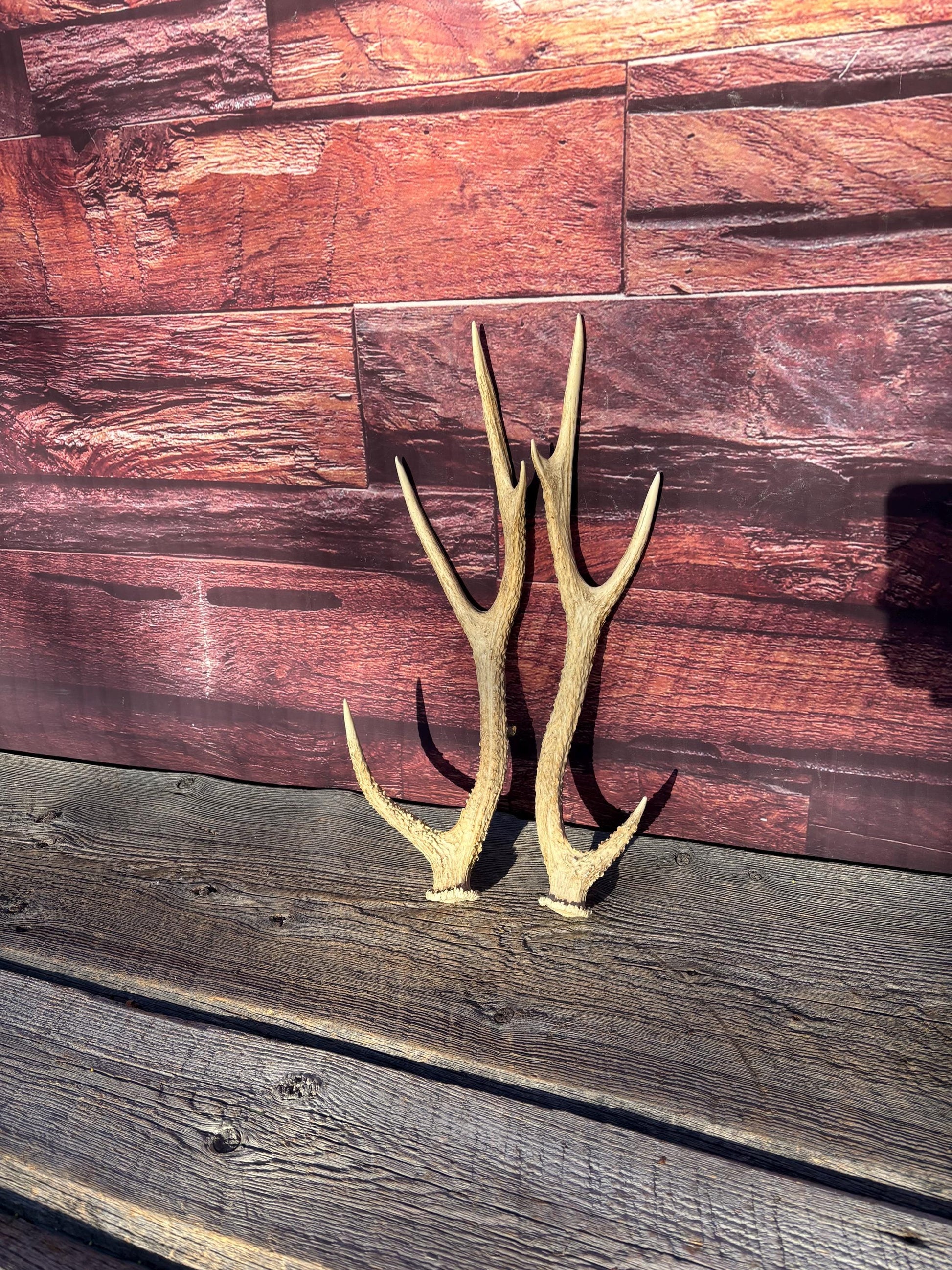 Axis Deer Matched Set. Premium High Density Naturally-Shed Antlers for Crafting Decor and More