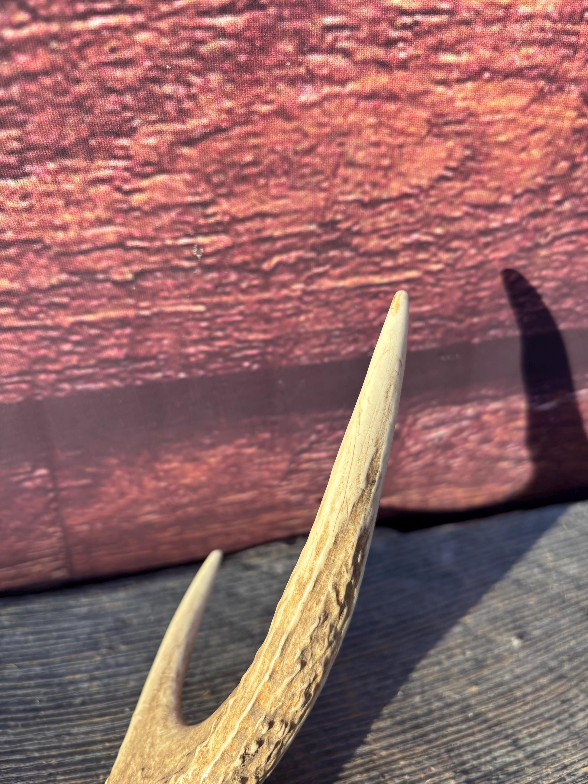 Axis Deer Matched Set. Premium High Density Naturally-Shed Antlers for Crafting Decor and More