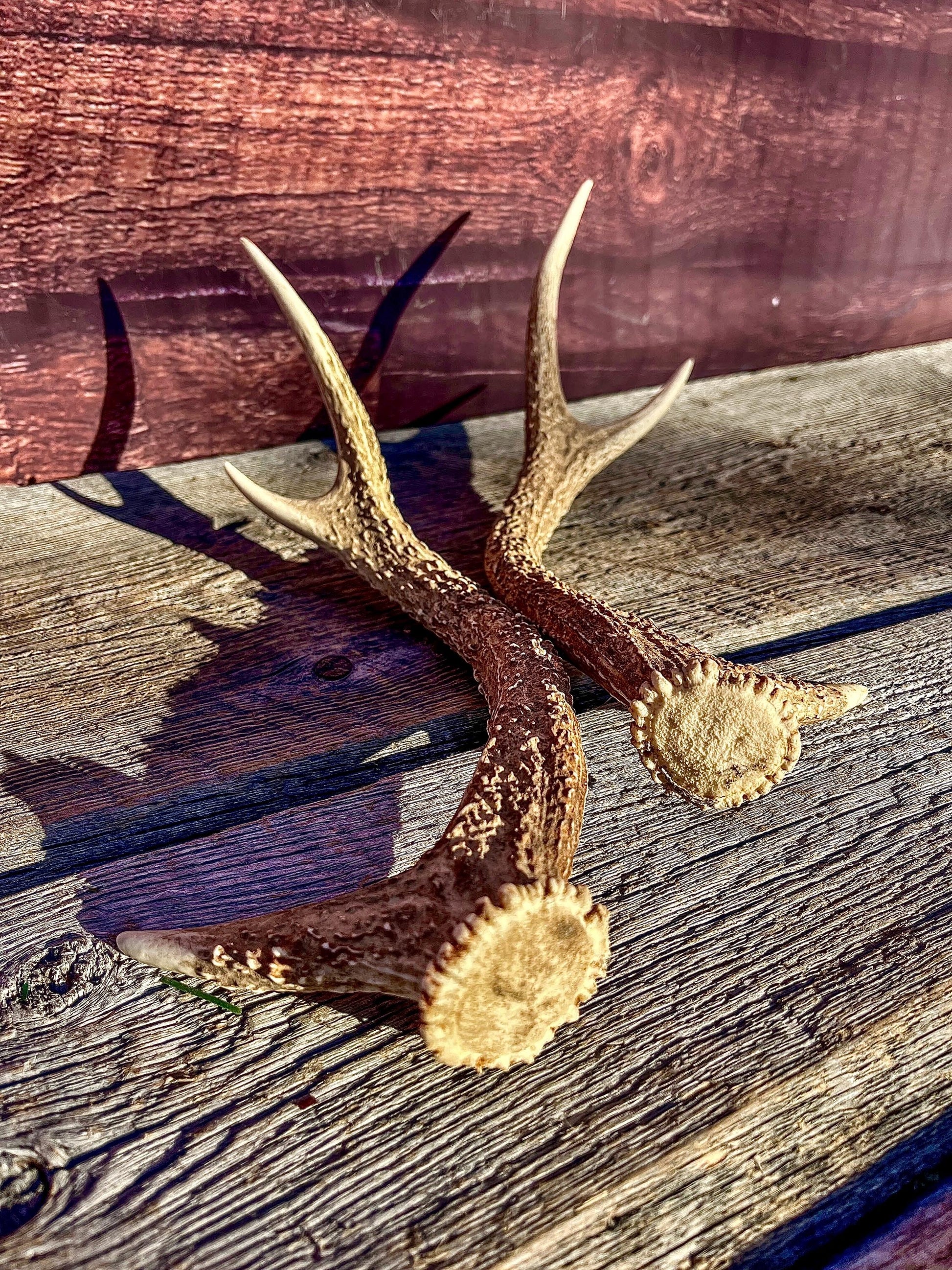 Axis Deer Matched Set. Premium High Density Naturally-Shed Antlers for Crafting Decor and More