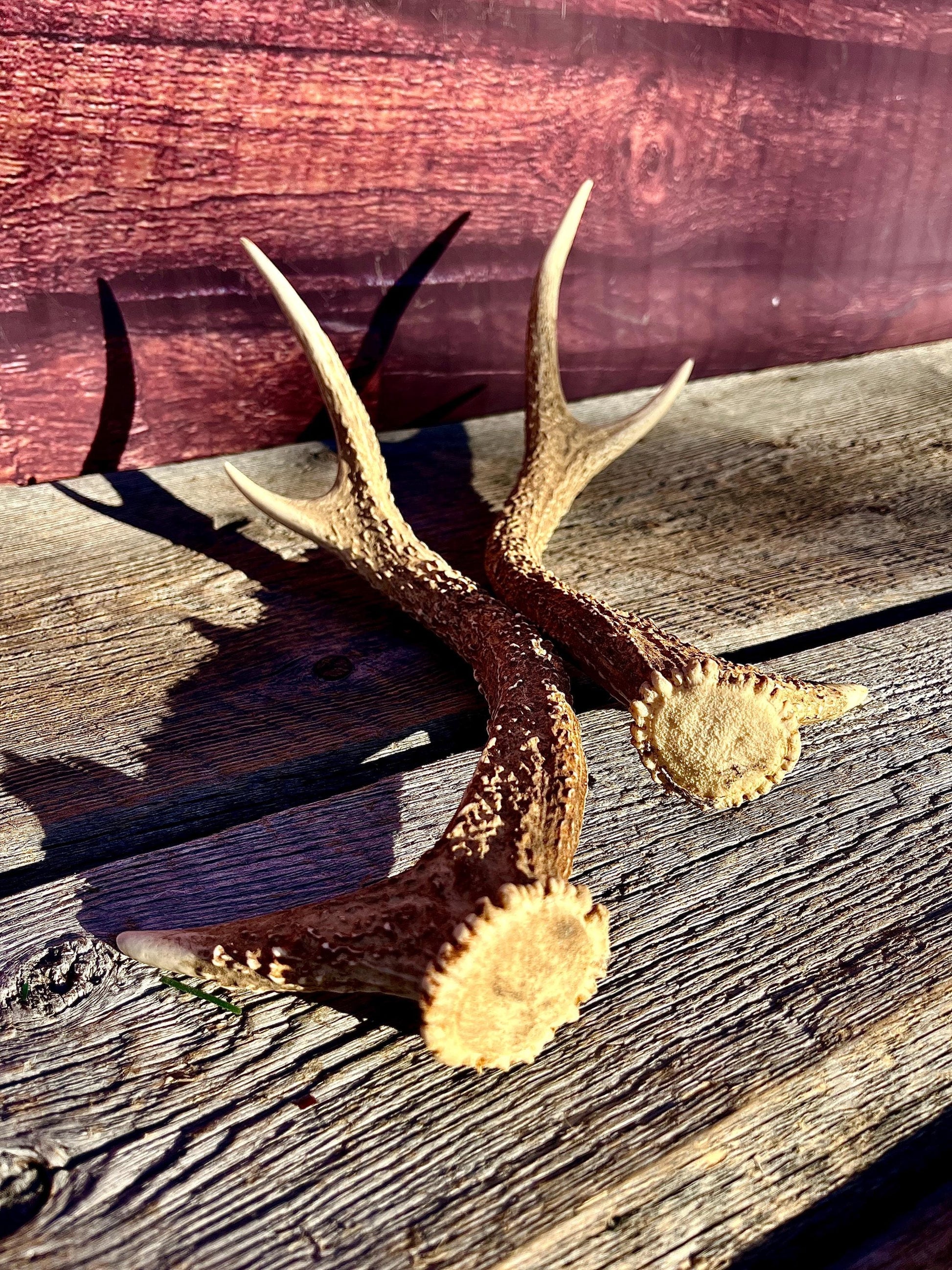 Axis Deer Matched Set. Premium High Density Naturally-Shed Antlers for Crafting Decor and More