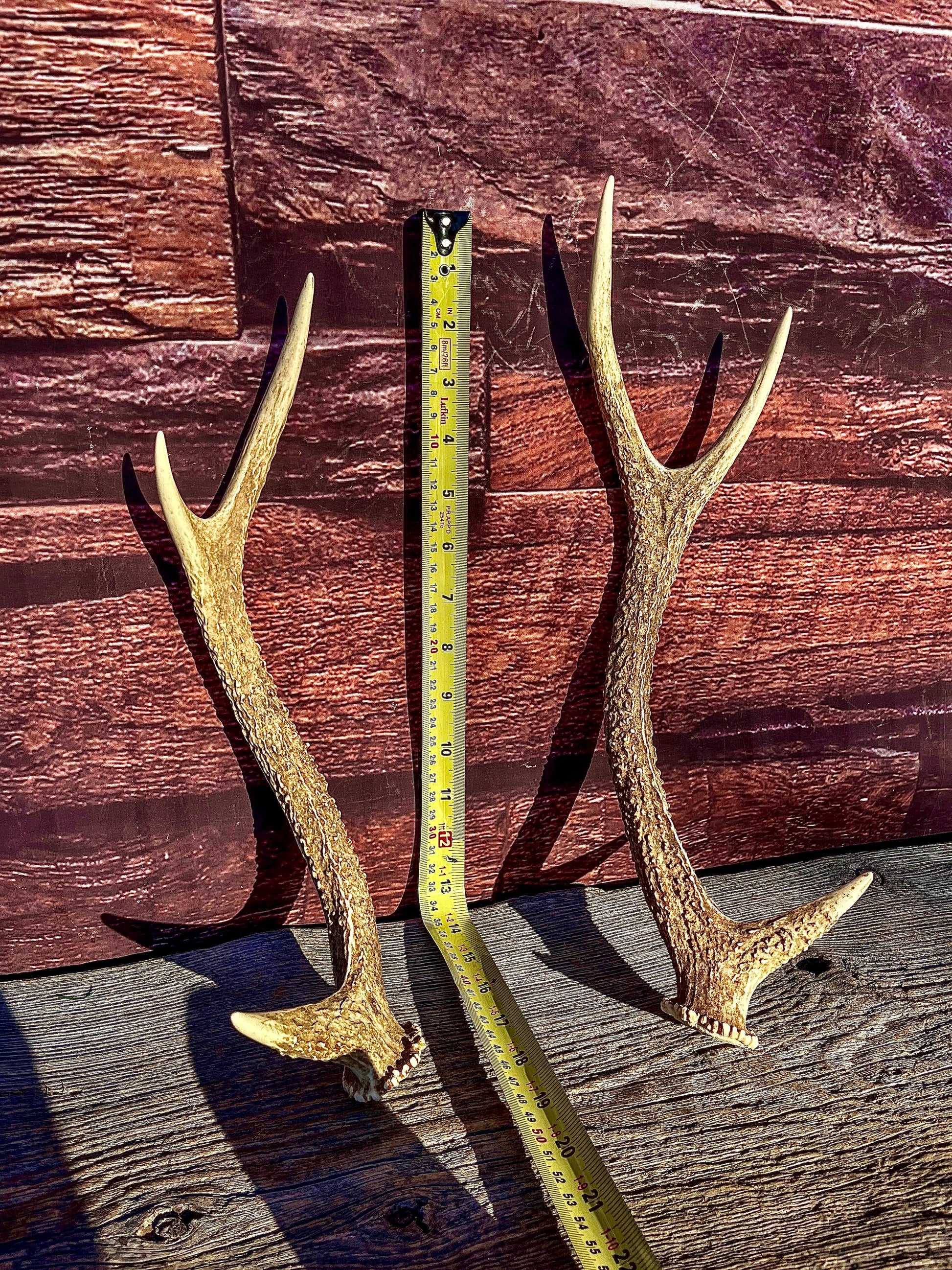 Axis Deer Matched Set. Premium High Density Naturally-Shed Antlers for Crafting Decor and More