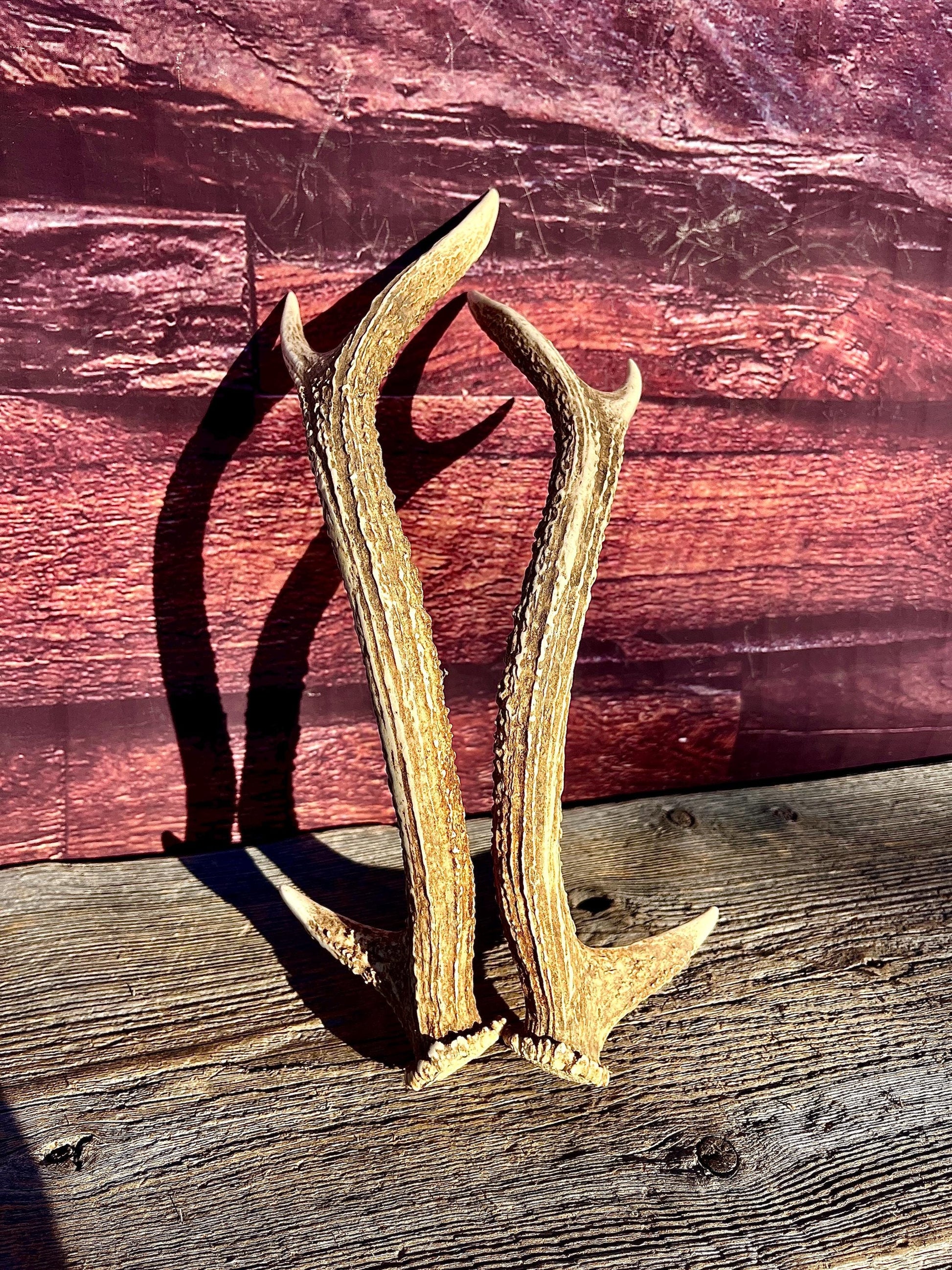 Axis Deer Matched Set. Premium High Density Naturally-Shed Antlers for Crafting Decor and More
