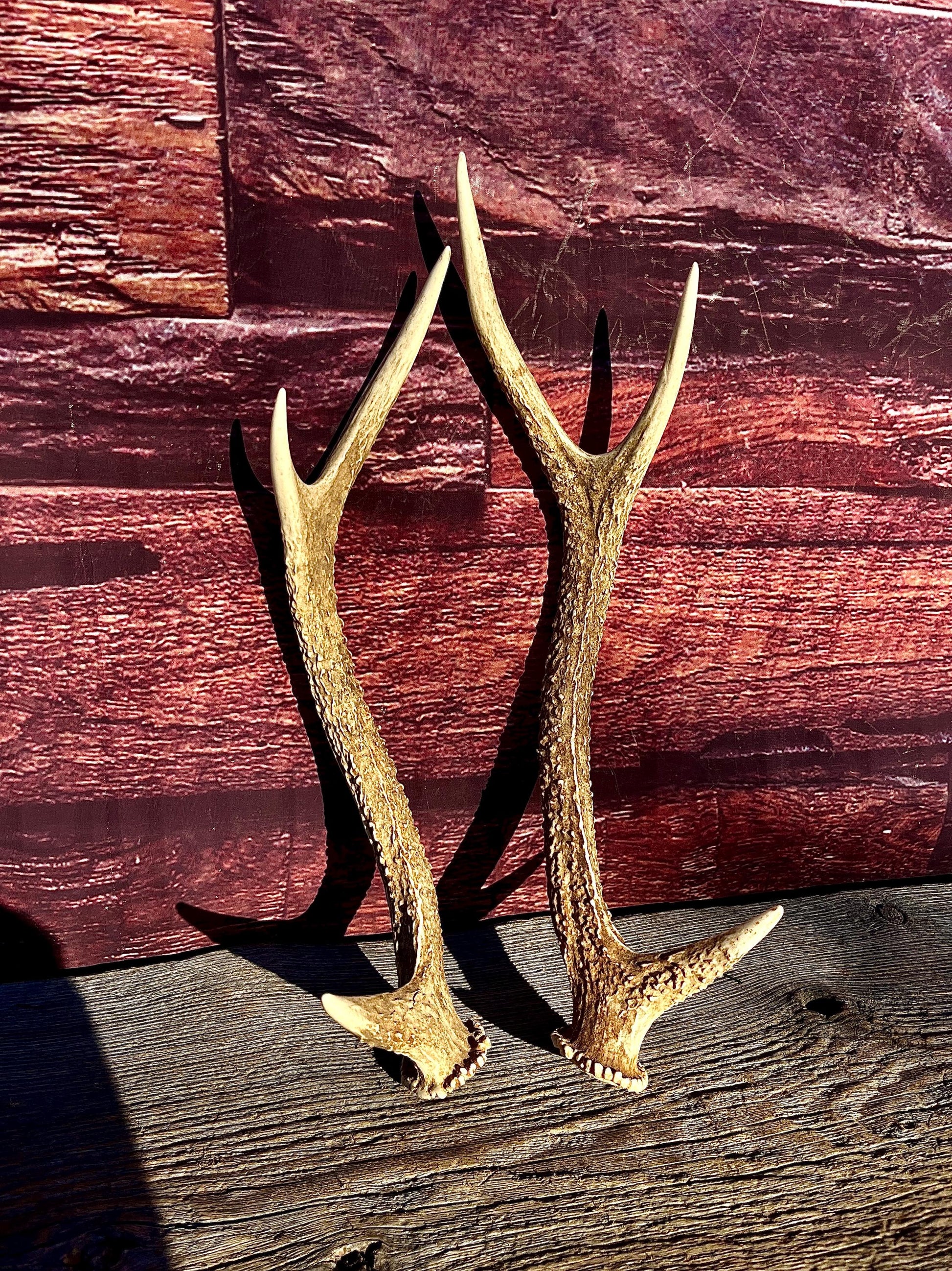 Axis Deer Matched Set. Premium High Density Naturally-Shed Antlers for Crafting Decor and More