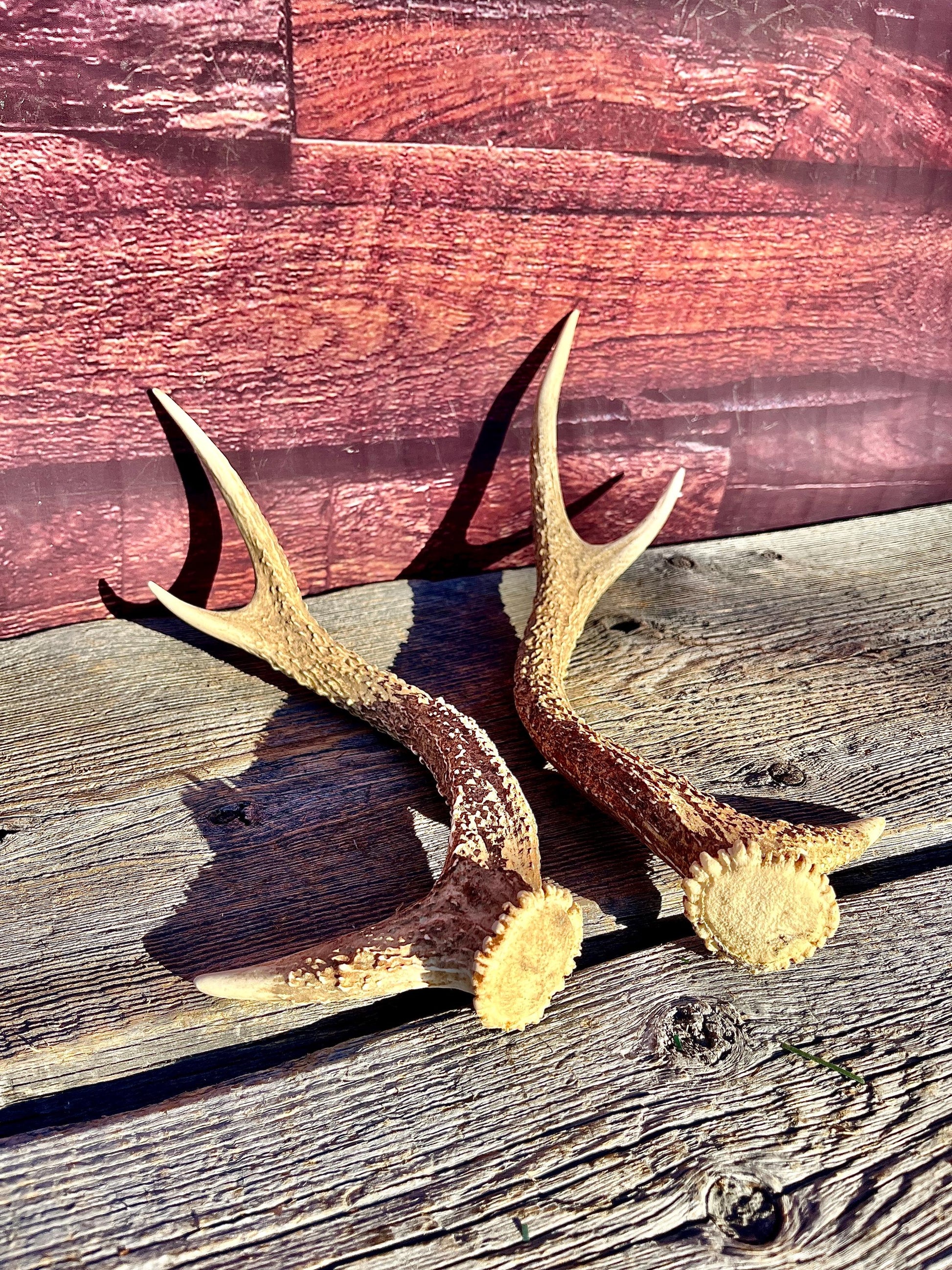 Axis Deer Matched Set. Premium High Density Naturally-Shed Antlers for Crafting Decor and More
