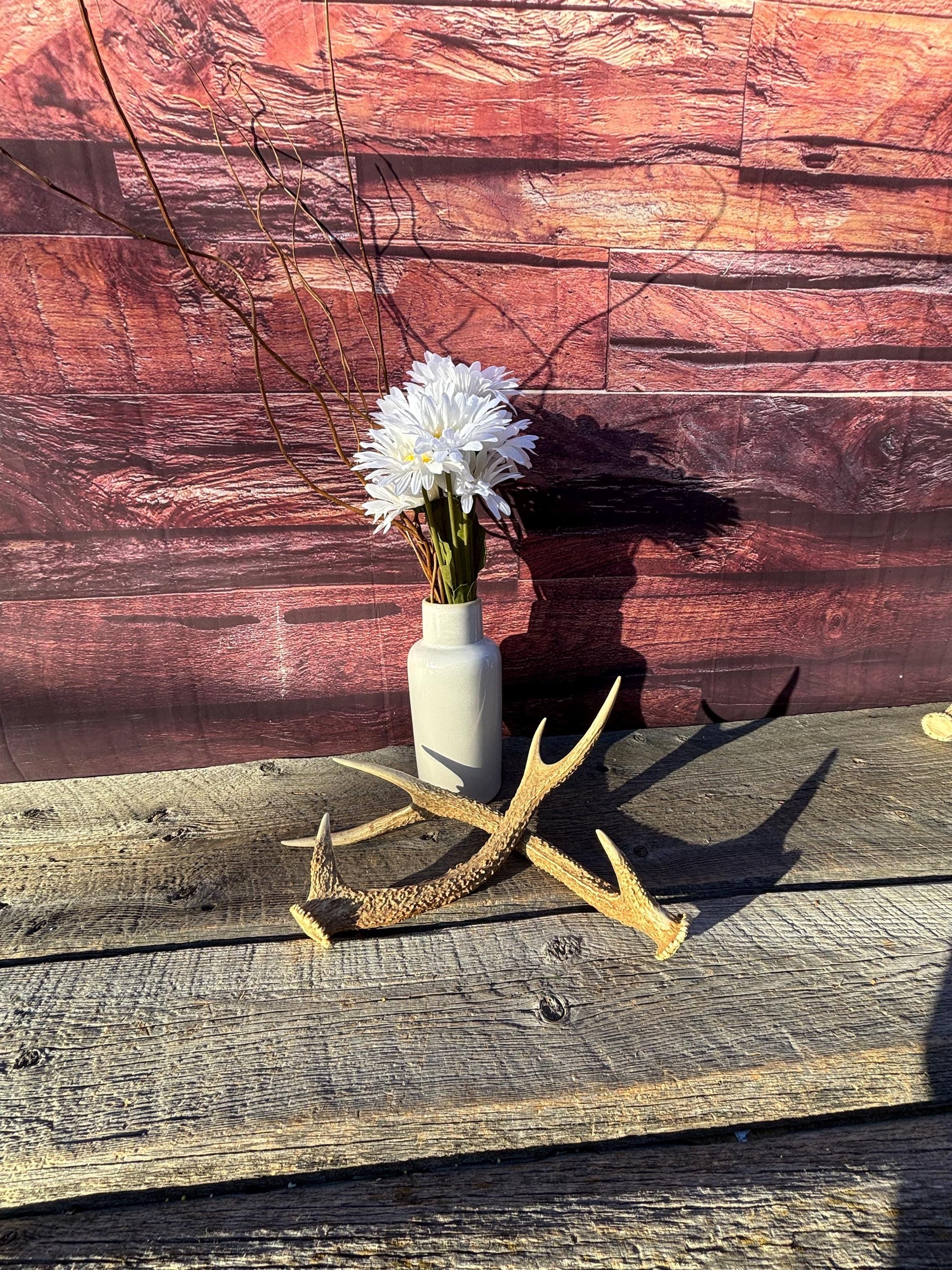 Axis Deer Matched Set. Premium High Density Naturally-Shed Antlers for Crafting Decor and More