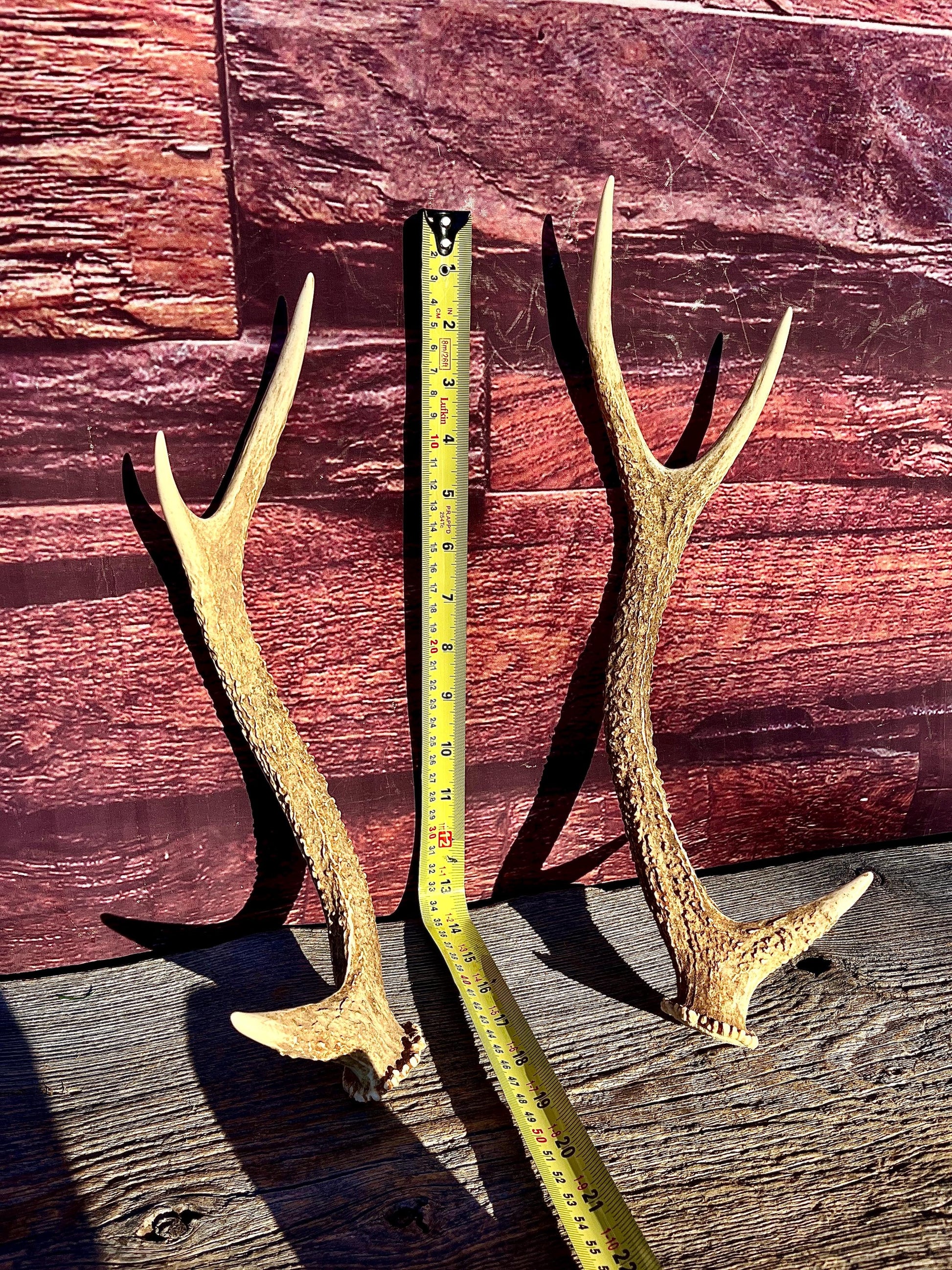 Axis Deer Matched Set. Premium High Density Naturally-Shed Antlers for Crafting Decor and More