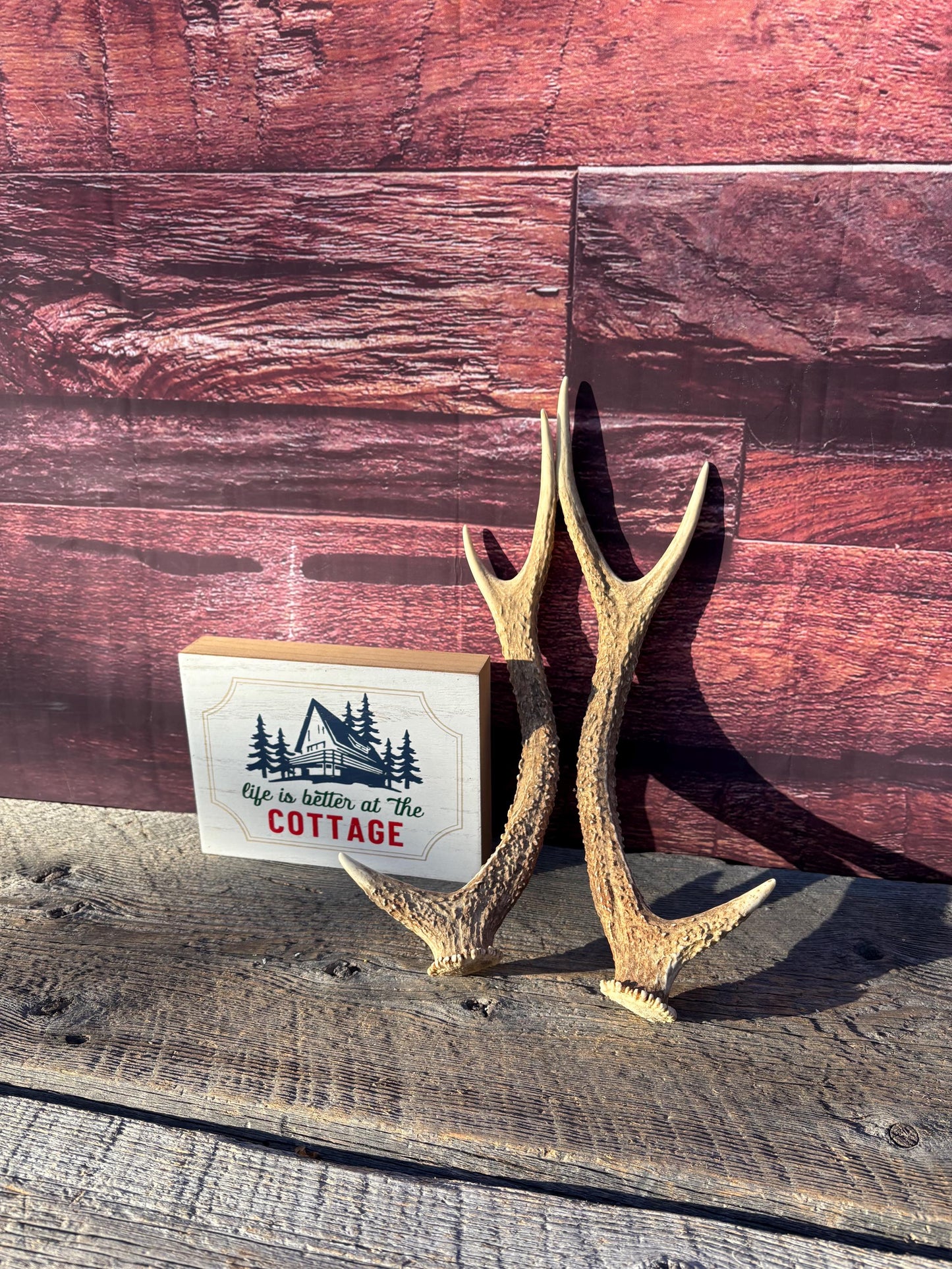 Axis Deer Matched Set. Premium High Density Naturally-Shed Antlers for Crafting Decor and More