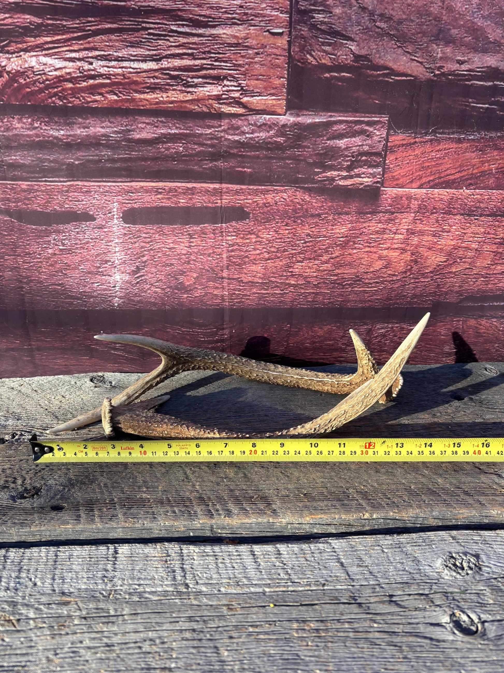 Axis Deer Matched Set. Premium High Density Naturally-Shed Antlers for Crafting Decor and More