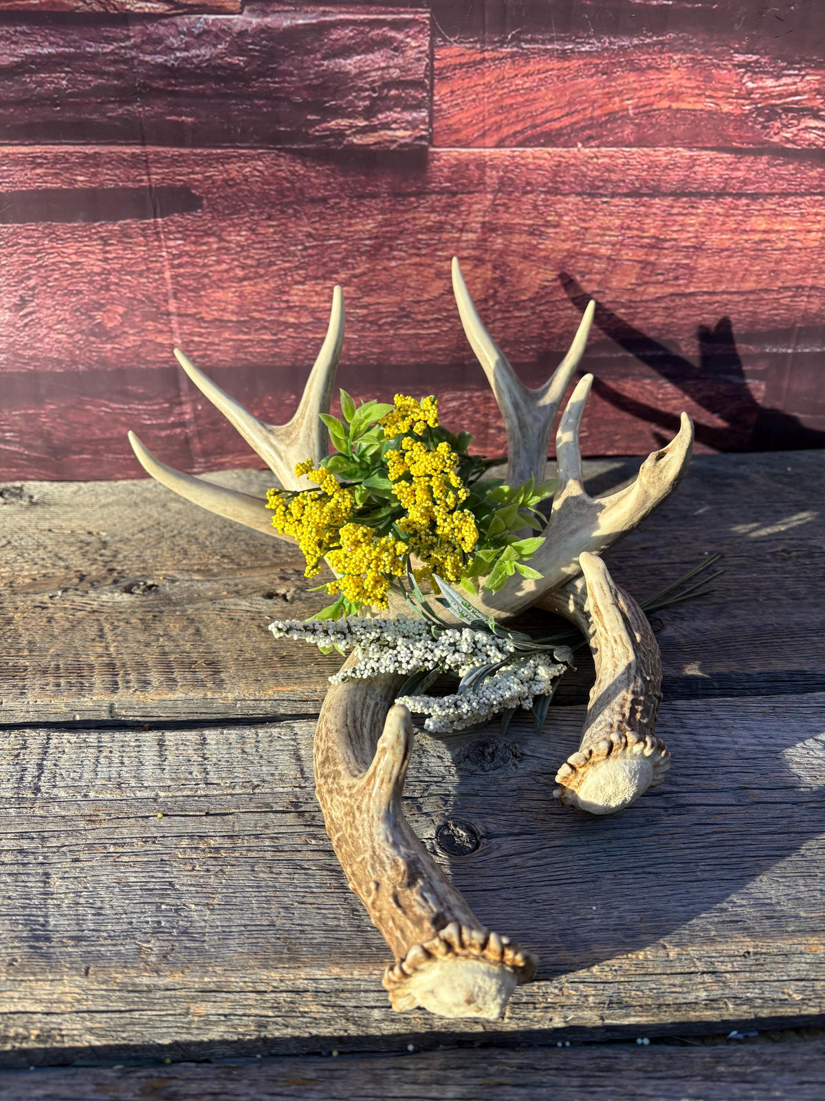 Classic Mule Deer Buck Antlers! For Decor, Crafting and More!