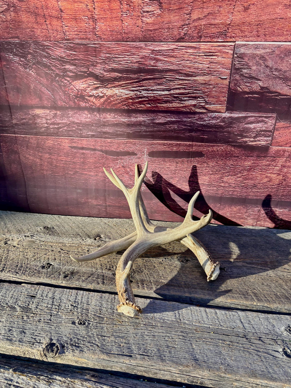 Classic Mule Deer Buck Antlers! For Decor, Crafting and More!