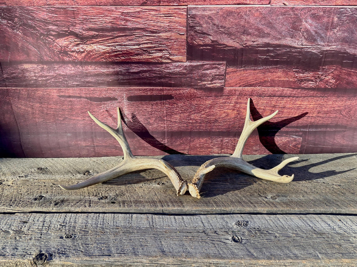 Classic Mule Deer Buck Antlers! For Decor, Crafting and More!