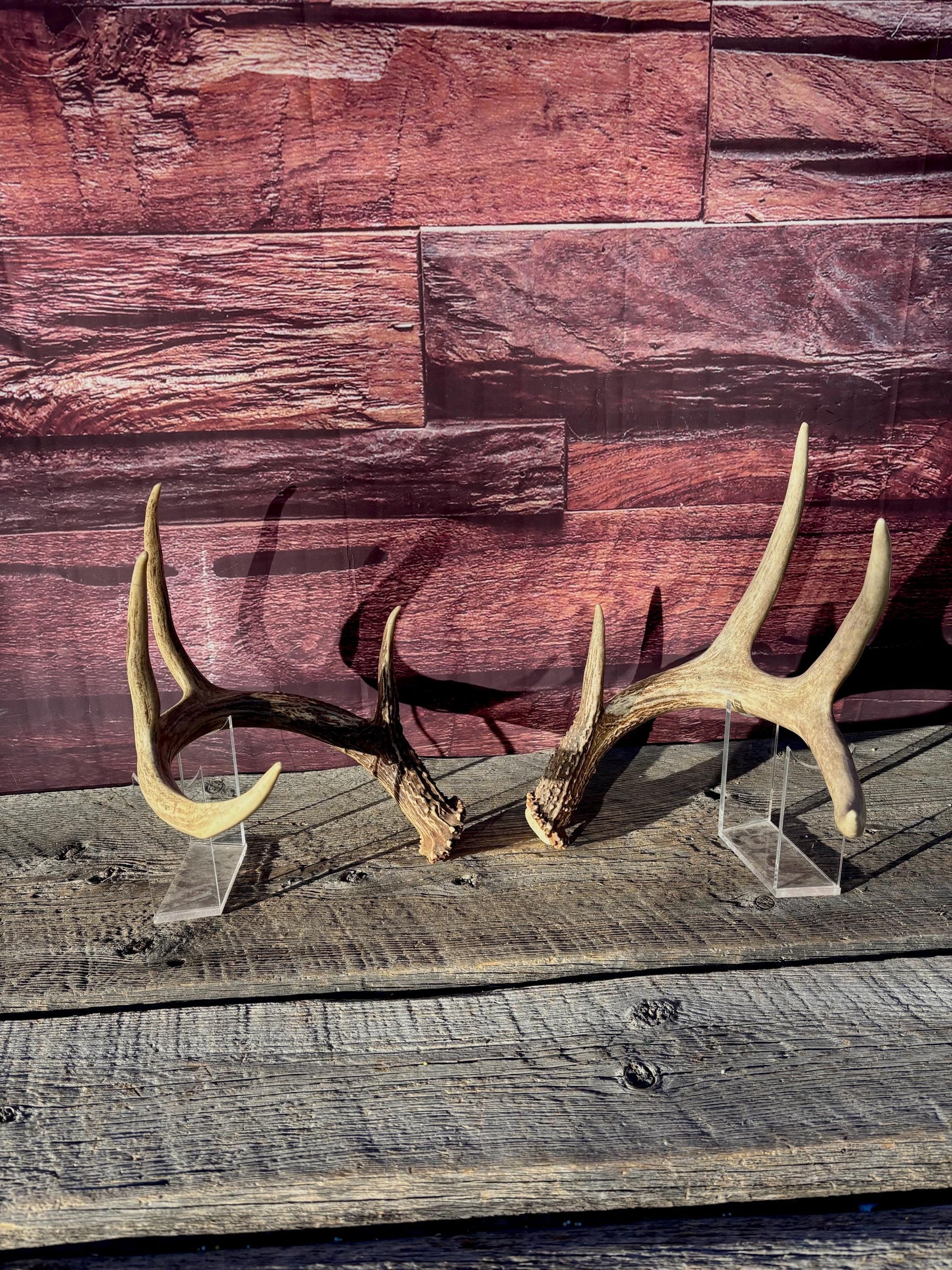 Deer Antlers - White-tailed deer Matching Set. Wild Canadian Whitetail Buck Antlers