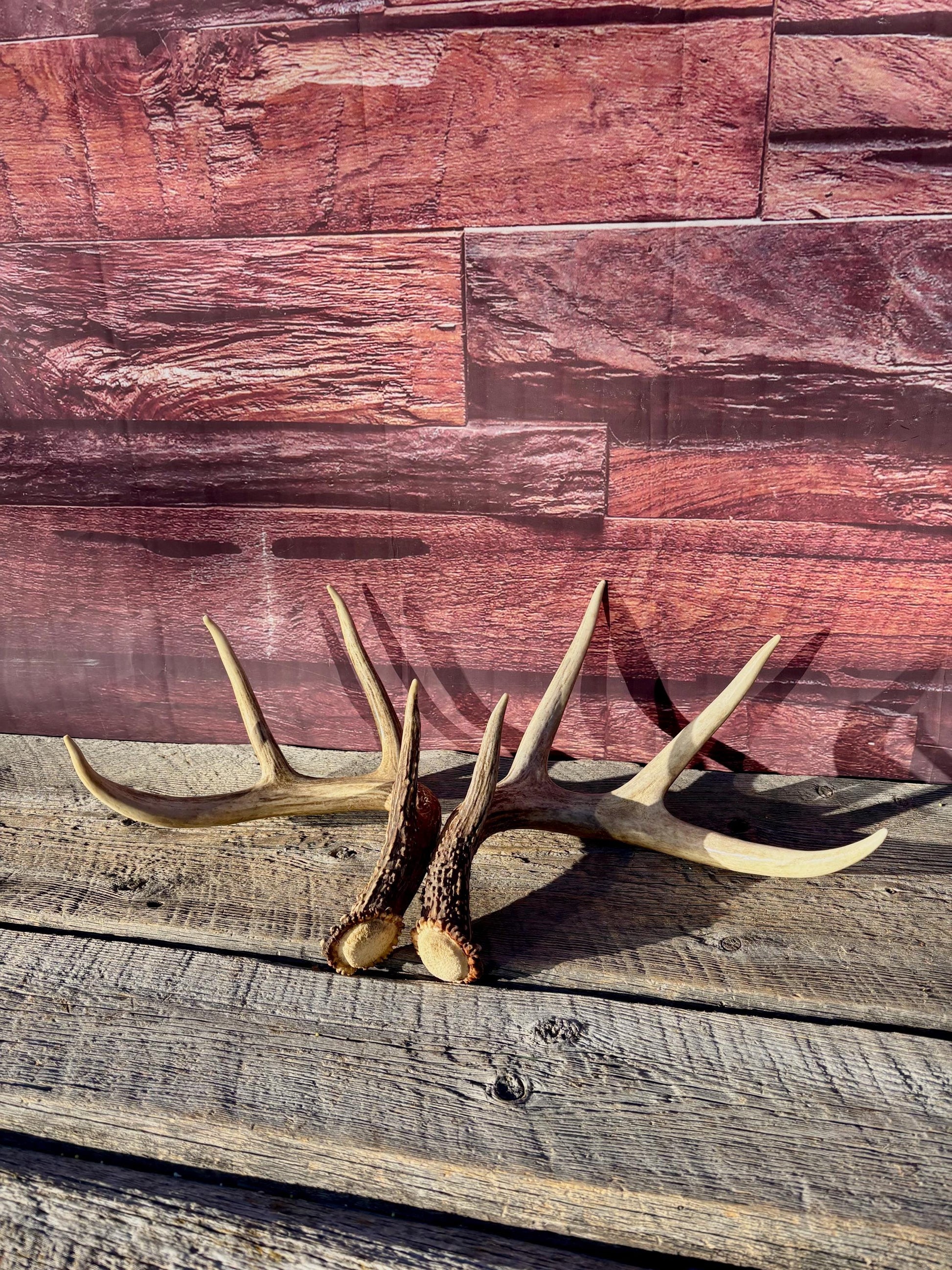 Deer Antlers - White-tailed deer Matching Set. Wild Canadian Whitetail Buck Antlers