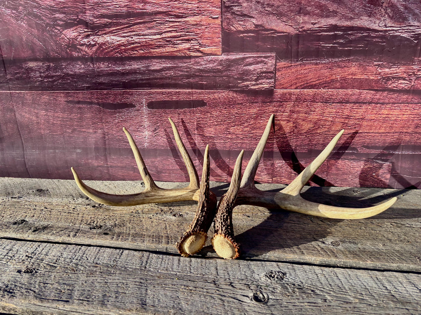 Deer Antlers - White-tailed deer Matching Set. Wild Canadian Whitetail Buck Antlers