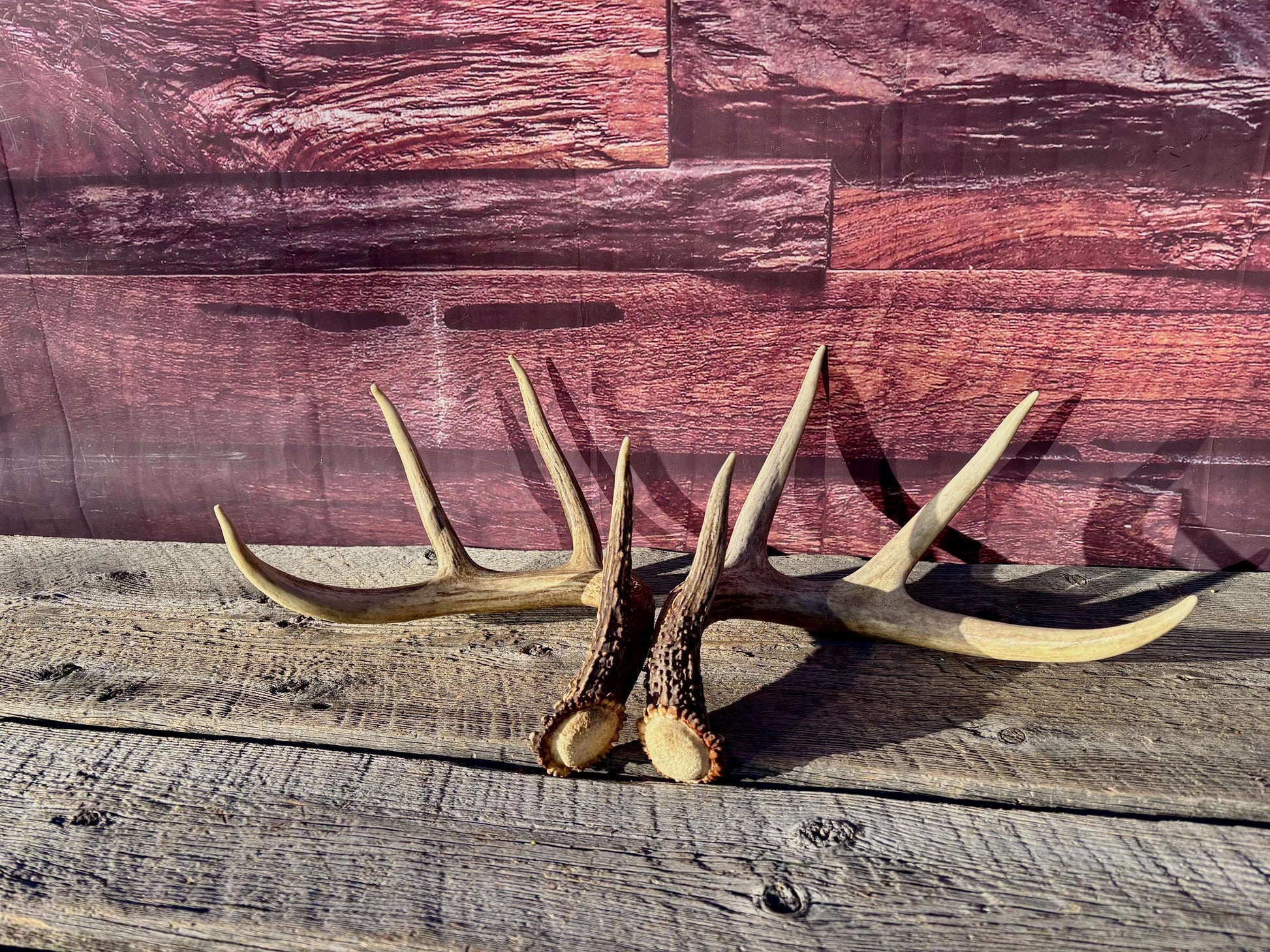 Deer Antlers - White-tailed deer Matching Set. Wild Canadian Whitetail Buck Antlers