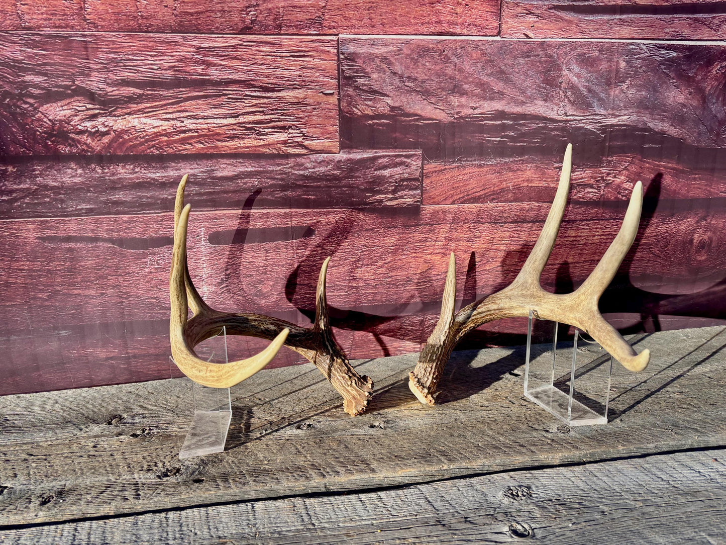 Deer Antlers - White-tailed deer Matching Set. Wild Canadian Whitetail Buck Antlers