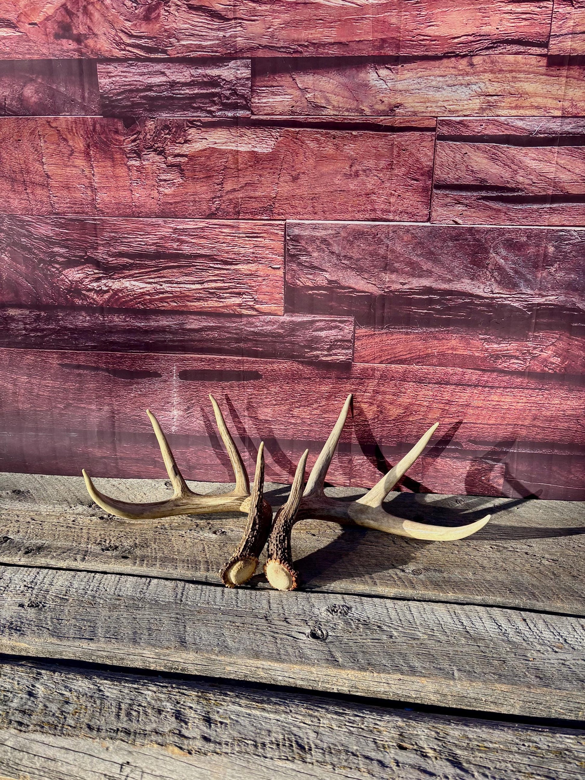 Deer Antlers - White-tailed deer Matching Set. Wild Canadian Whitetail Buck Antlers